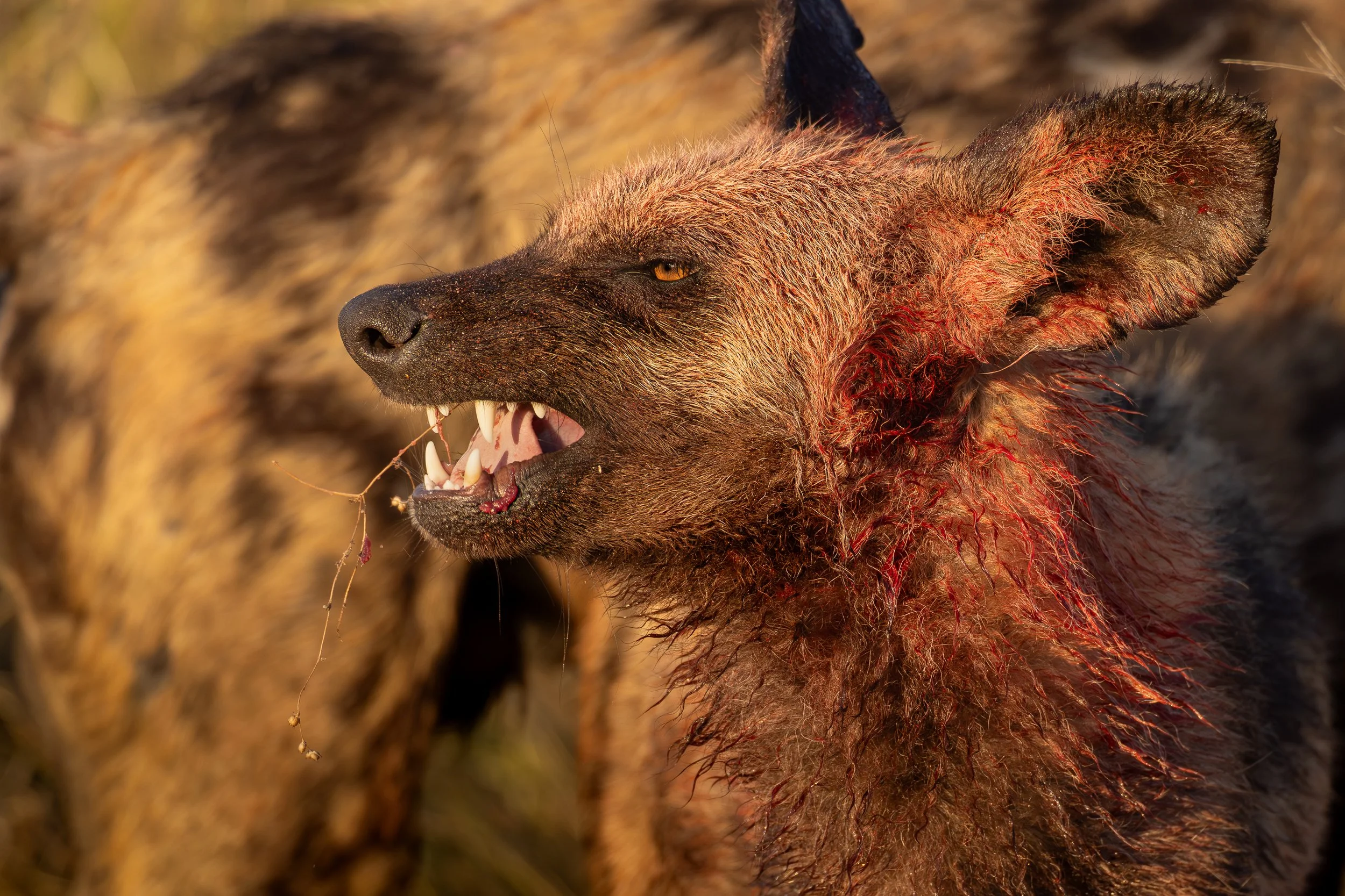 Close-up of a hyena with blood on its face and torn flesh in a natural habitat.