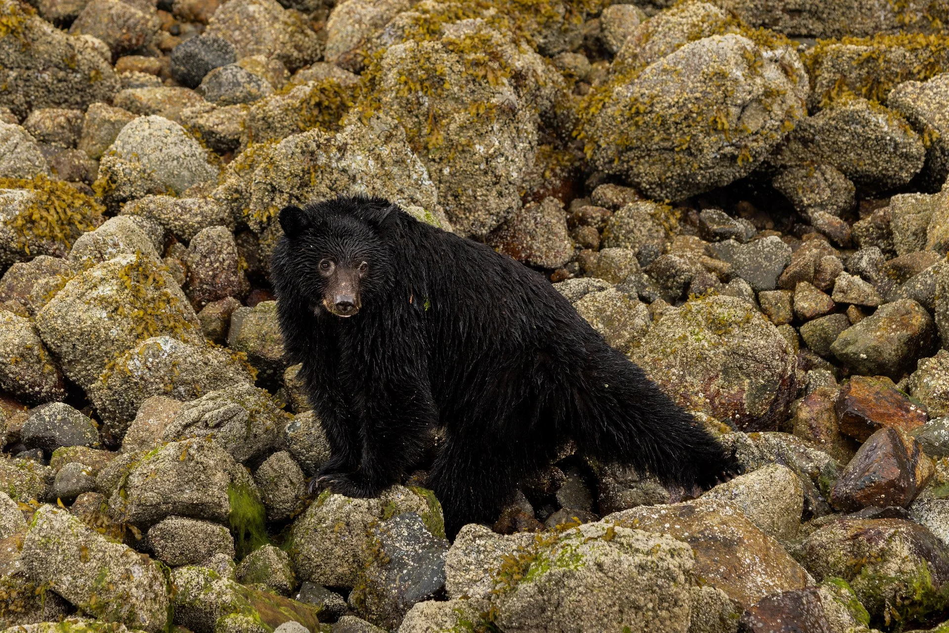 A black bear on a rocky shoreline with moss and seaweed.