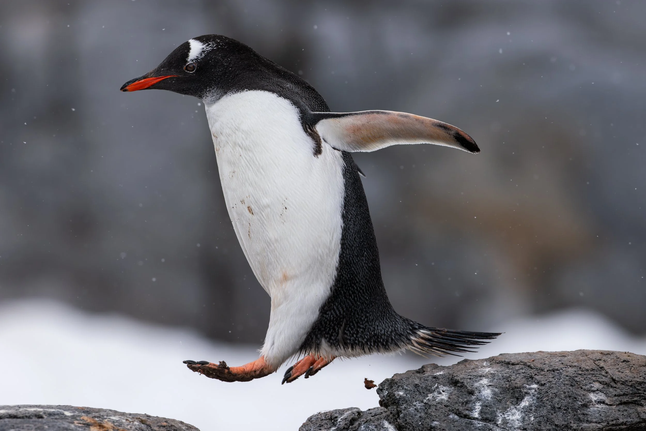 A Gentoo penguin balancing on a rock, with water and snow falling in the background.