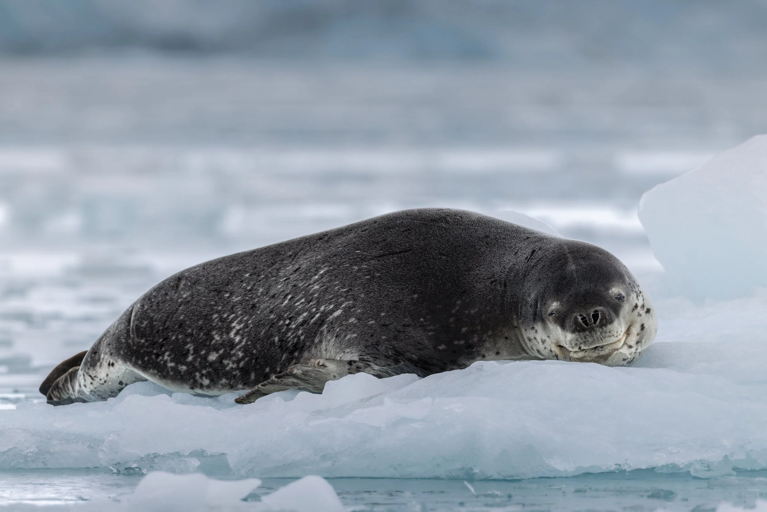 A seal lying on snow and ice near the ocean, with a cloudy sky overhead.