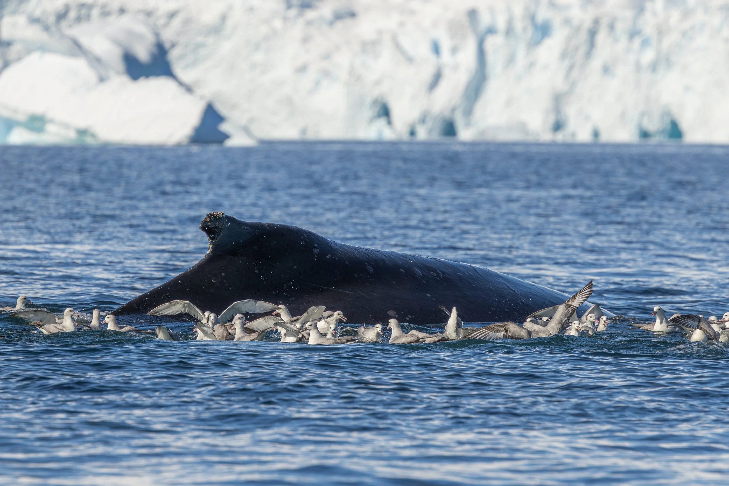 A whale surfacing among seagulls with icy glaciers in the background.