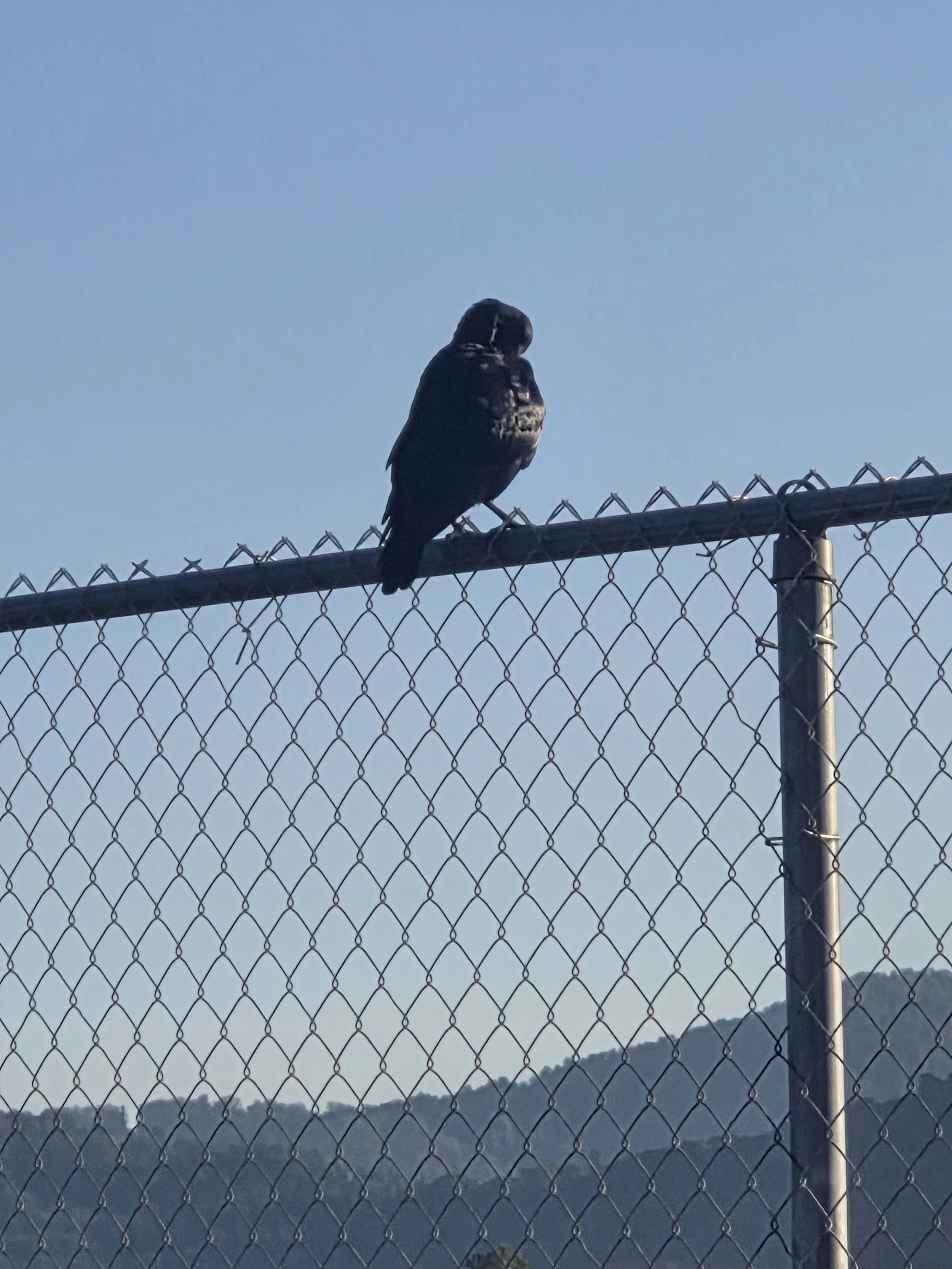 A black bird perched on a chain-link fence against a clear blue sky with mountains in the background.