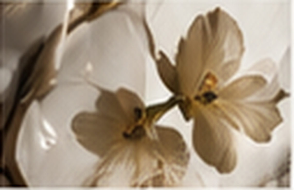 Close-up of beige dried flowers or petals with stems.