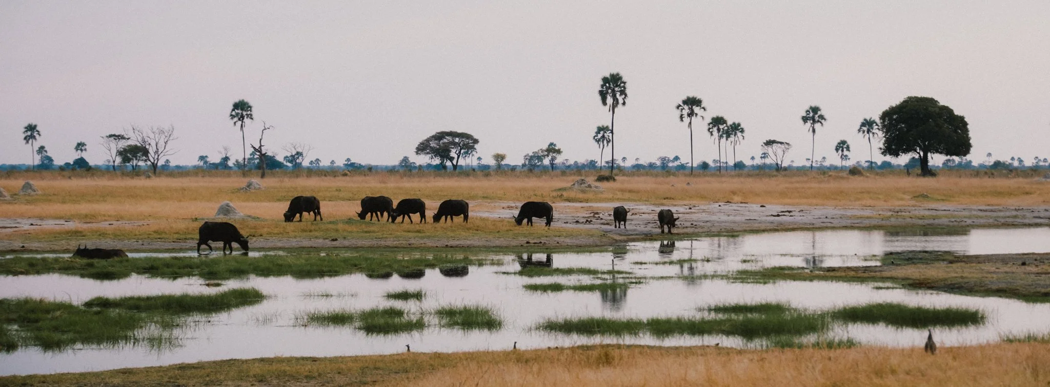 Zimbabwe