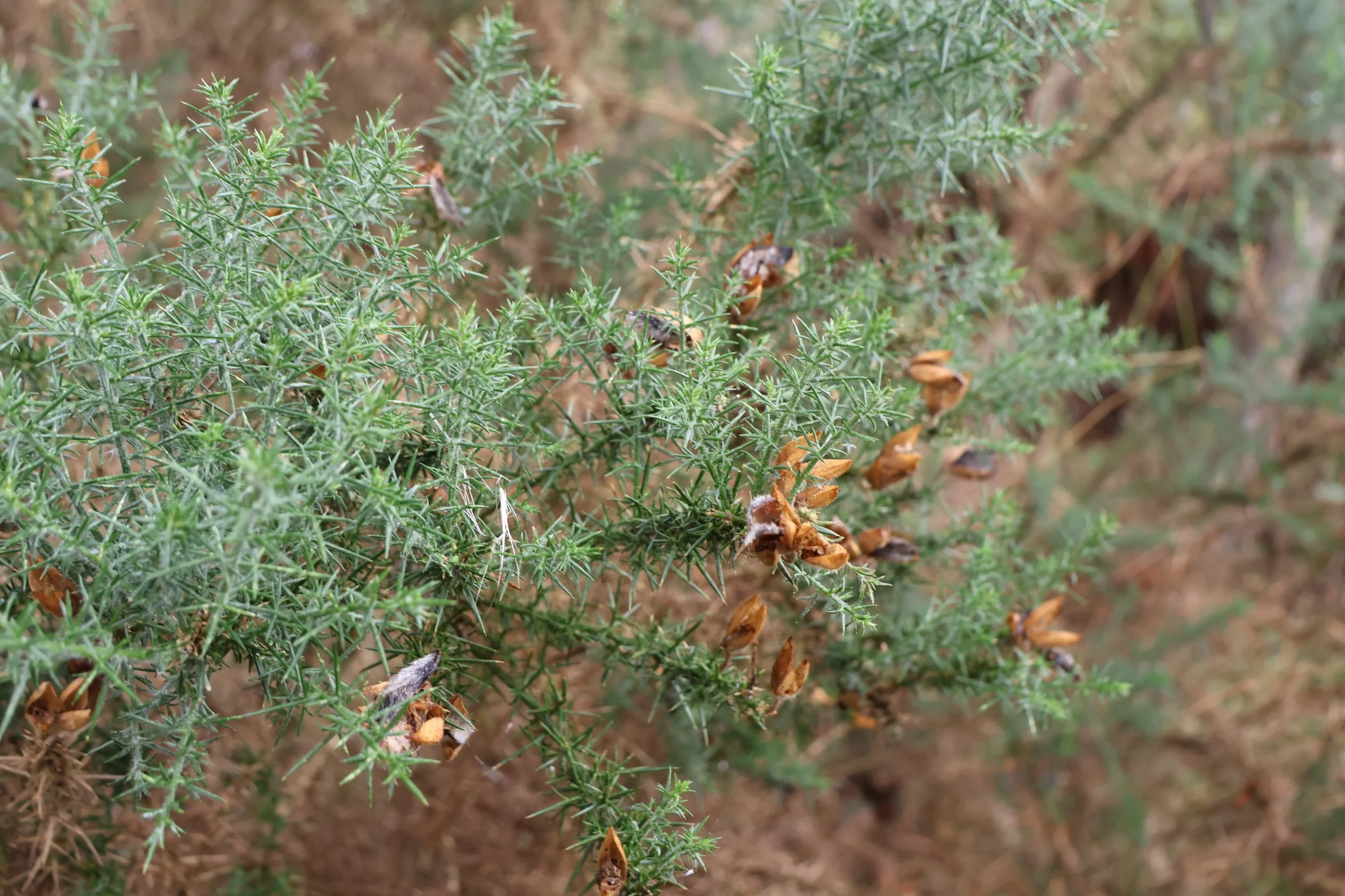 Close-up of a green, bushy plant with small, spiky leaves and brown, dried flowers.