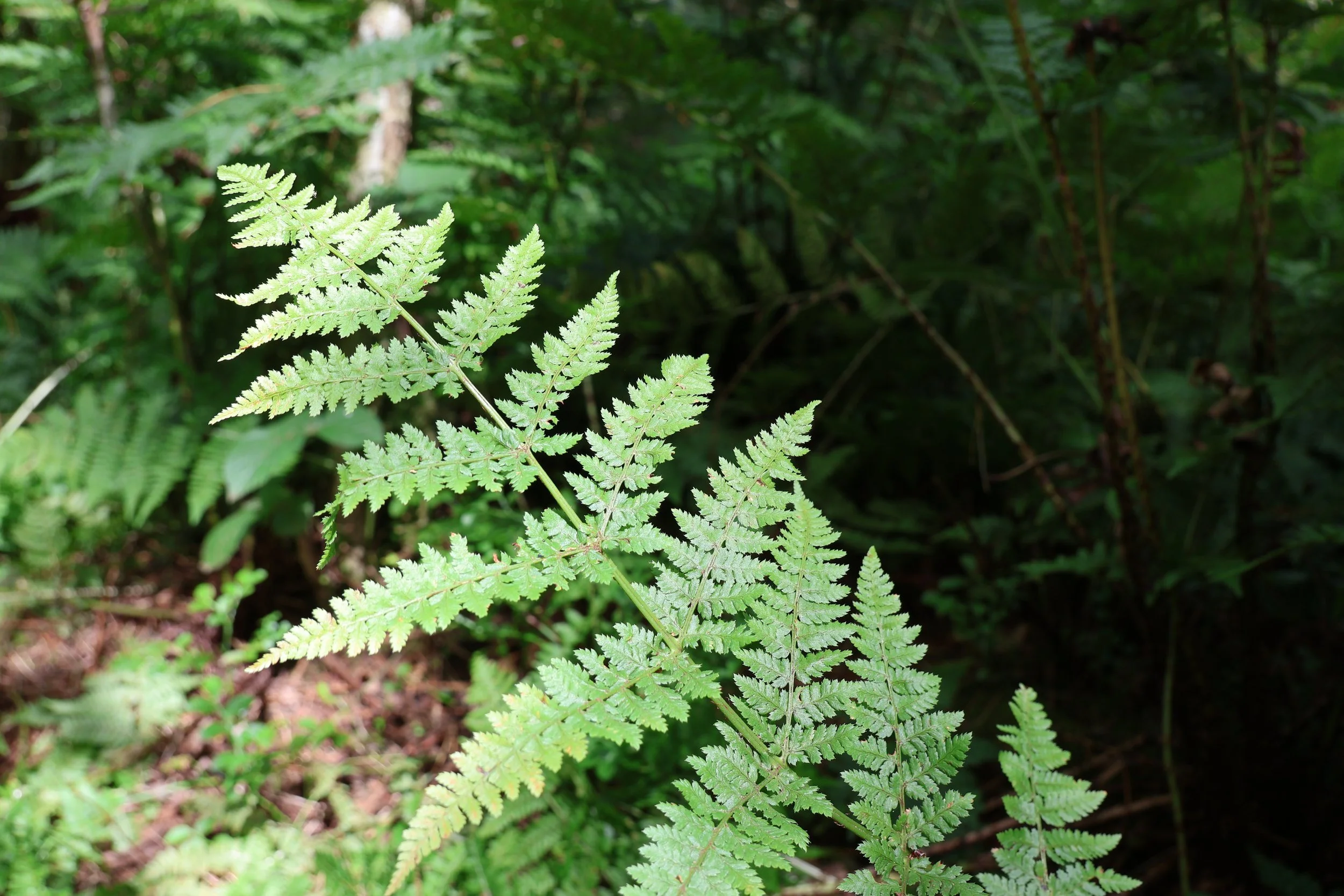 Close-up of green fern leaves in a forest with a blurred background of lush greenery.