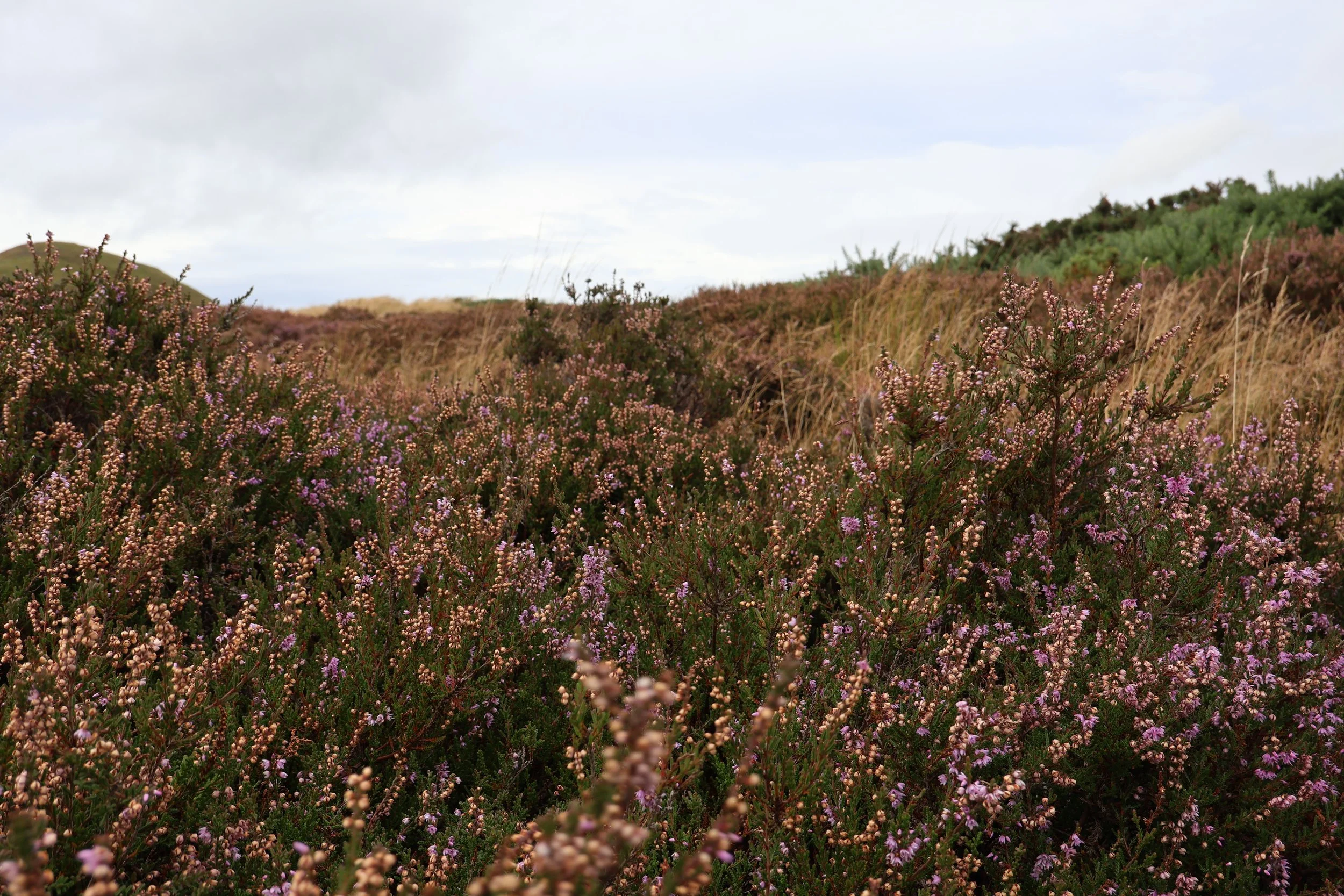 Heather flowers bloom in a grassy hillside under an overcast sky.