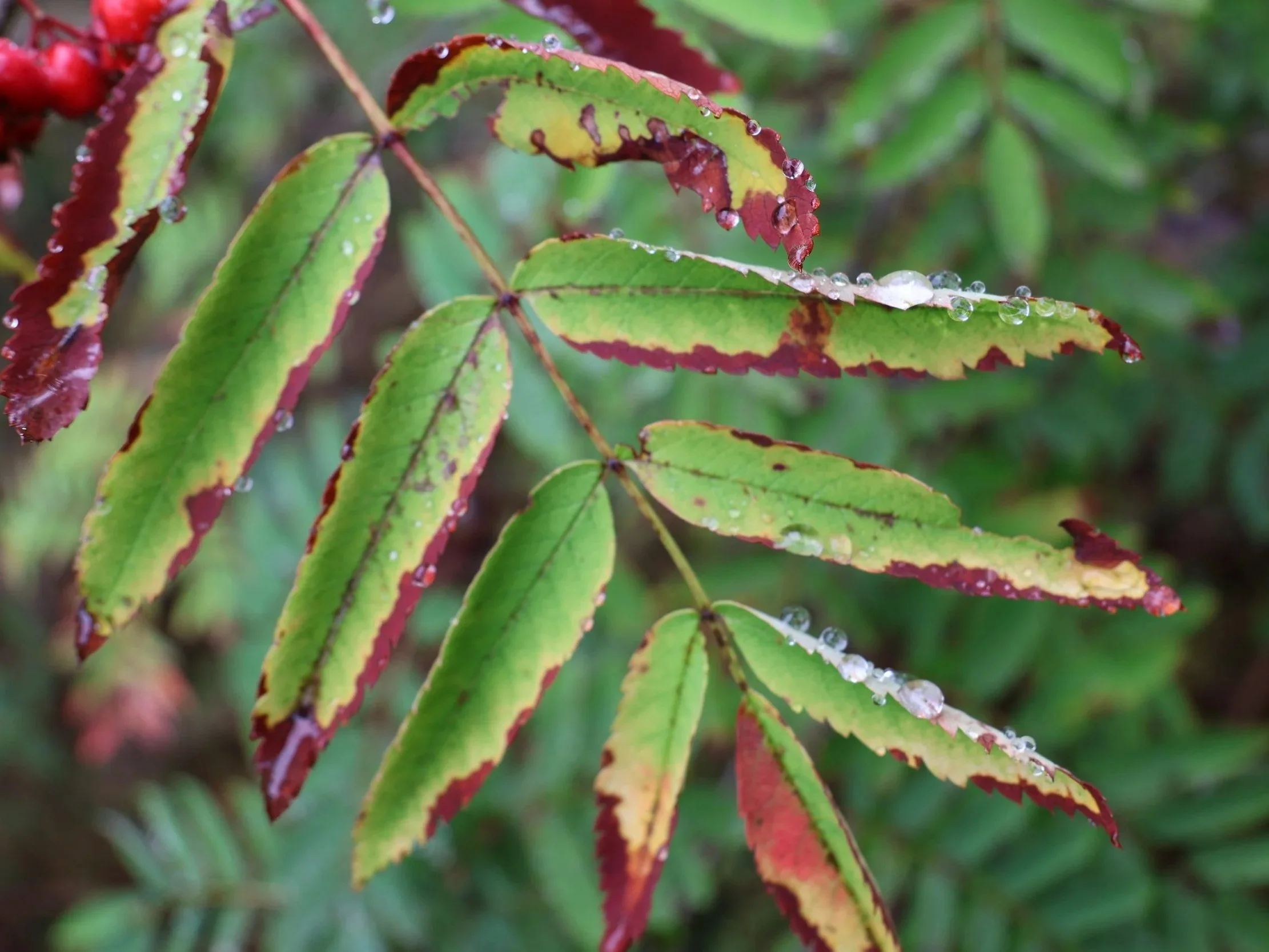 Close-up of green and red leaves with water droplets on their surface.