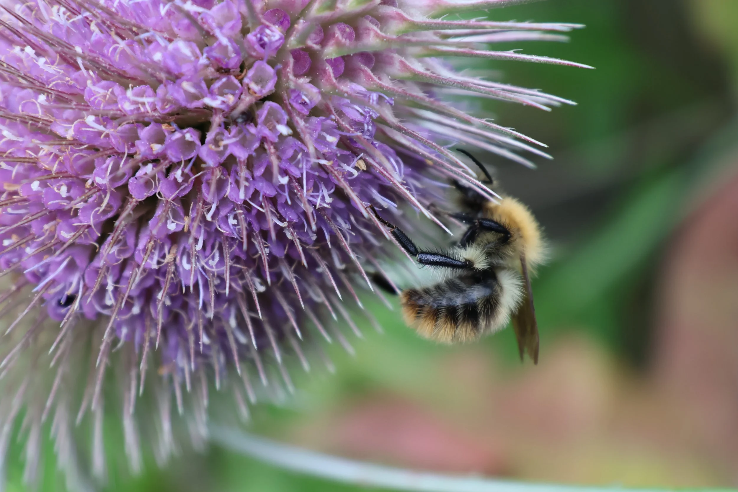 Close-up of a purple thistle flower with a bumblebee collecting nectar.