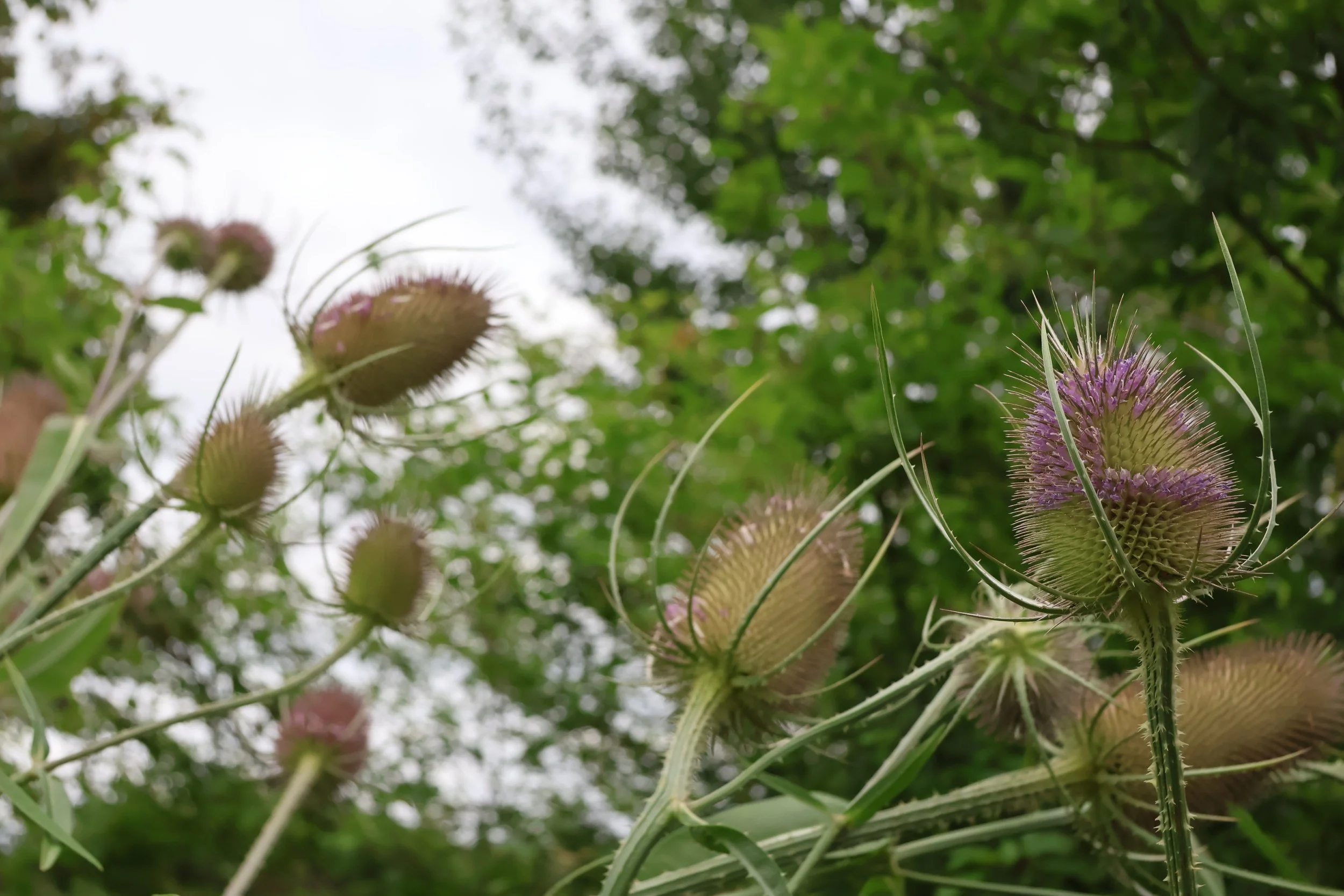 Close-up of spiky, purple and green teasels with spiny stems, set against a blurred background of green foliage and cloudy sky.