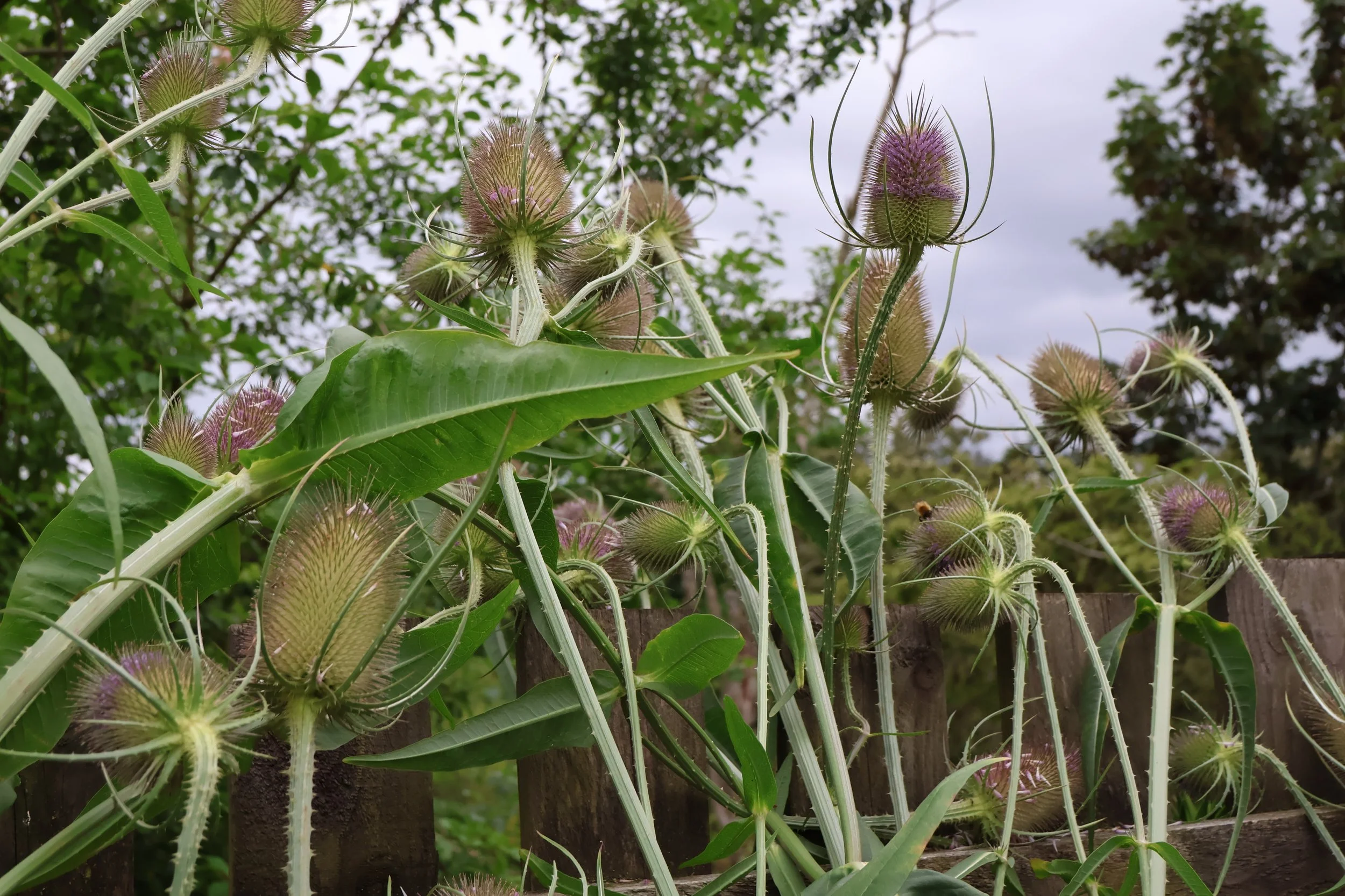 Close-up of green plants with tall, spiky teasels that have purple tips, growing along a wooden fence with a cloudy sky in the background.