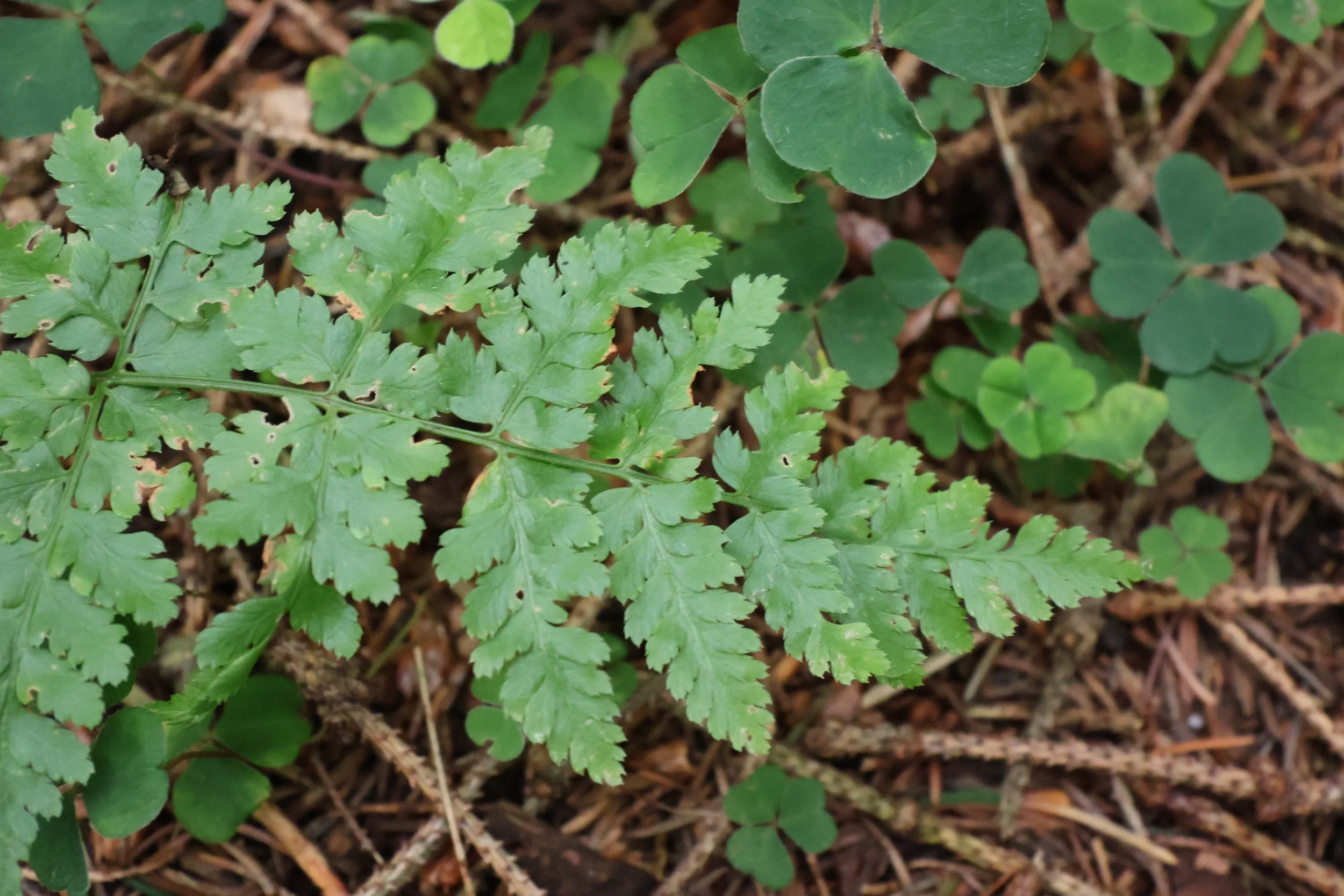 A close-up of various small green plants and leaves growing in soil, including clover and other leafy plants.