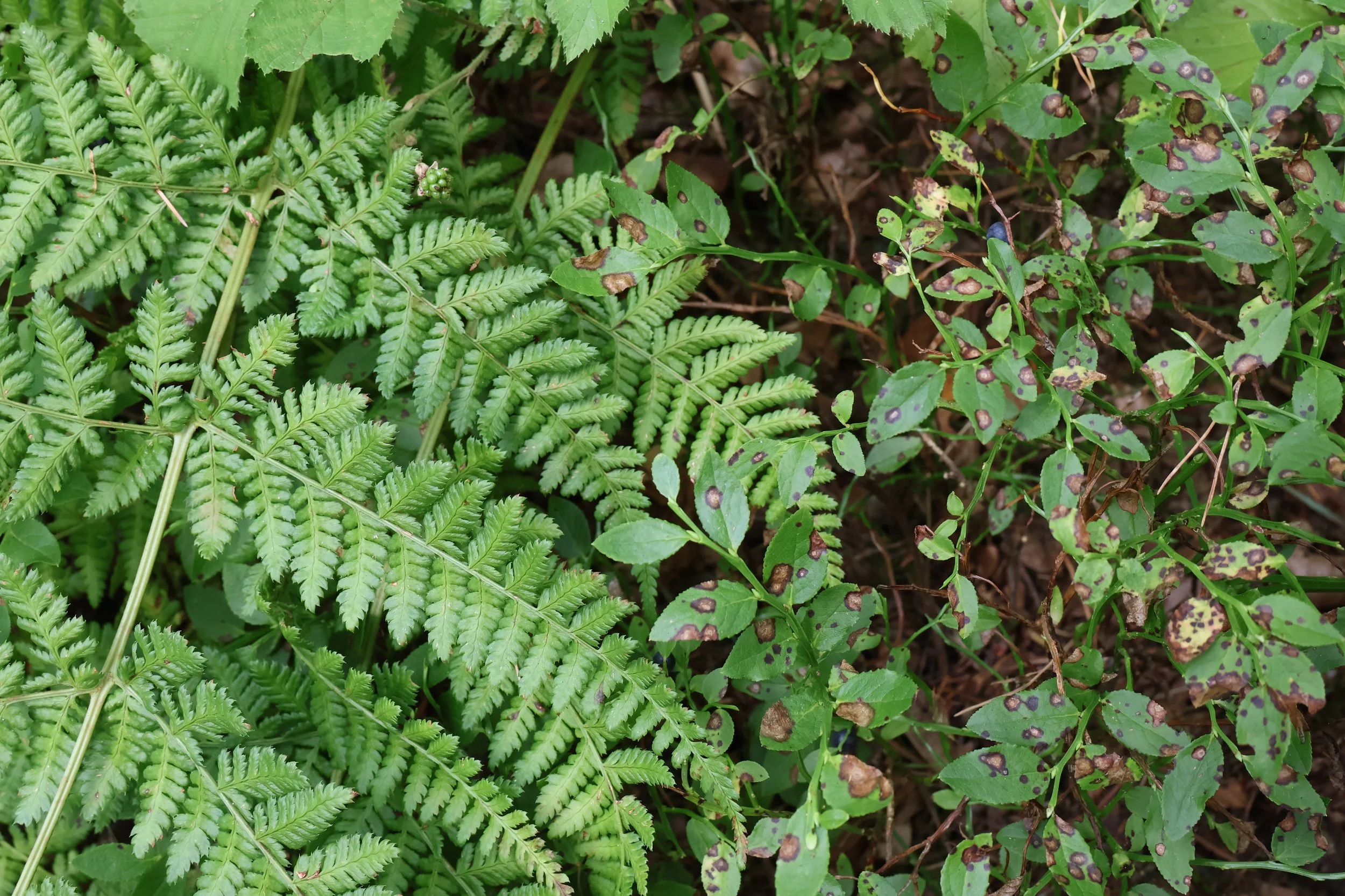 Close-up of green fern fronds and small plants with spotted leaves on soil ground.