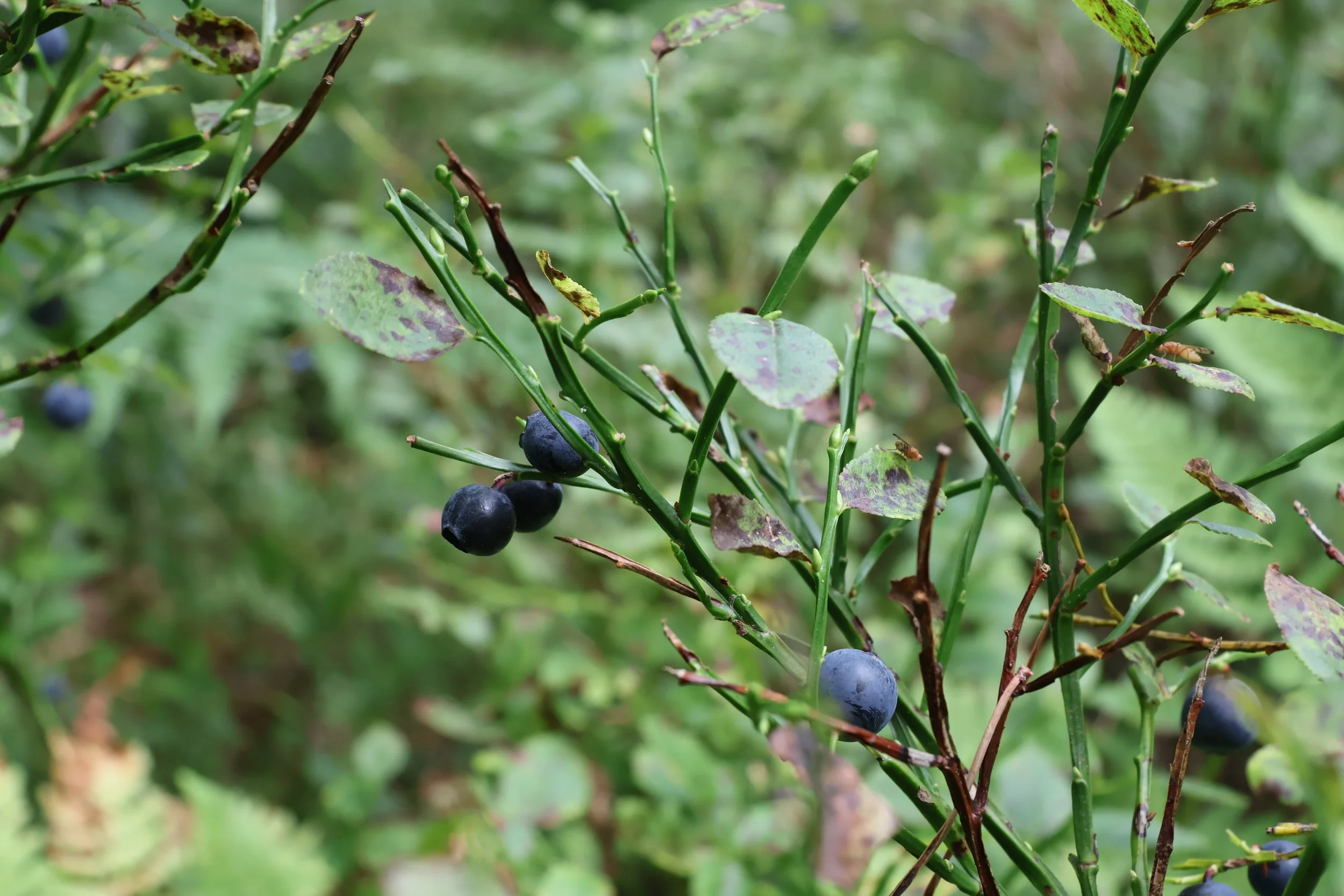 Close-up of blaeberry bush with ripening blueberries and green leaves.
