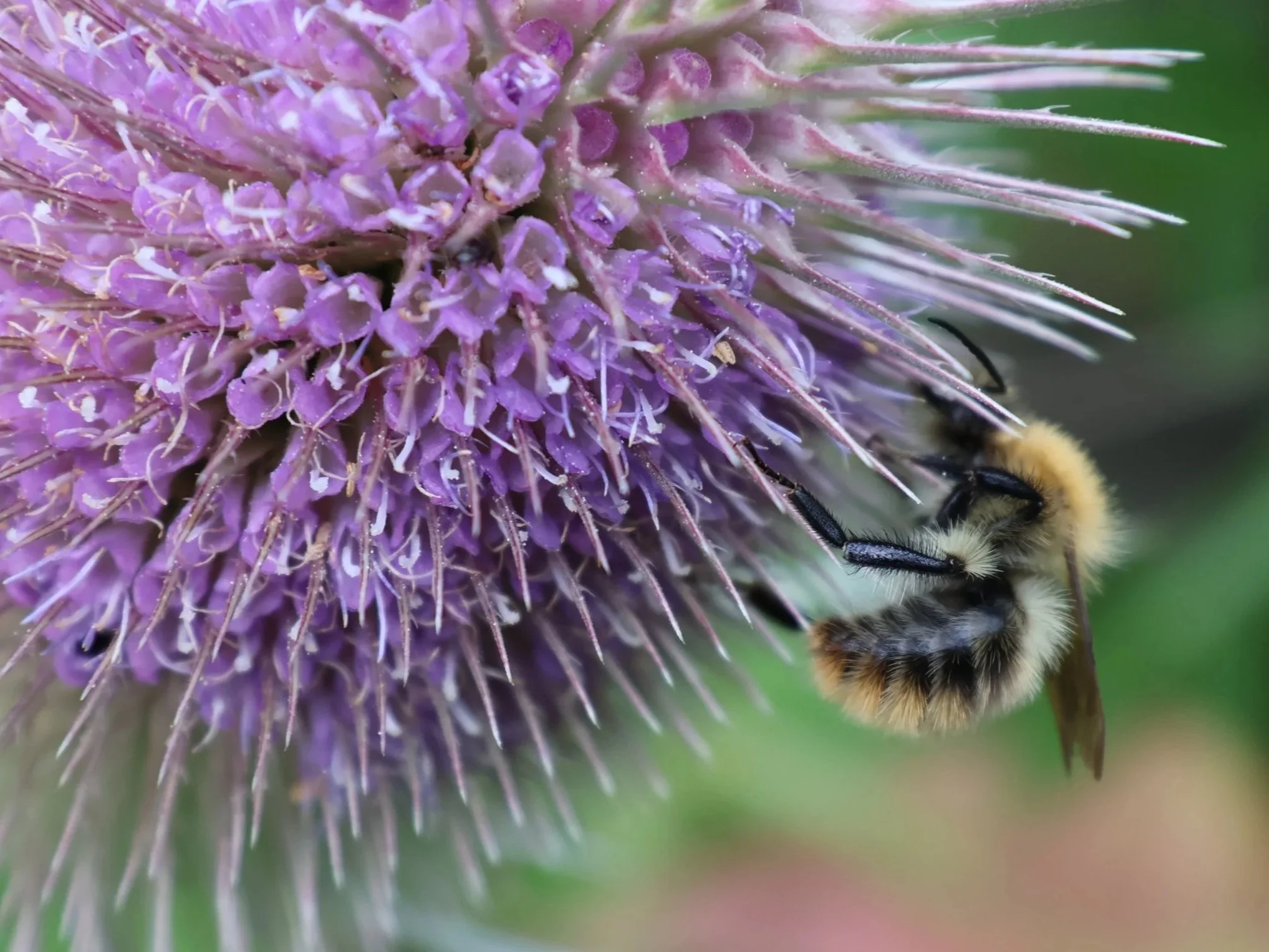 Close-up of a purple teasel flower with a bee collecting nectar on the right side.