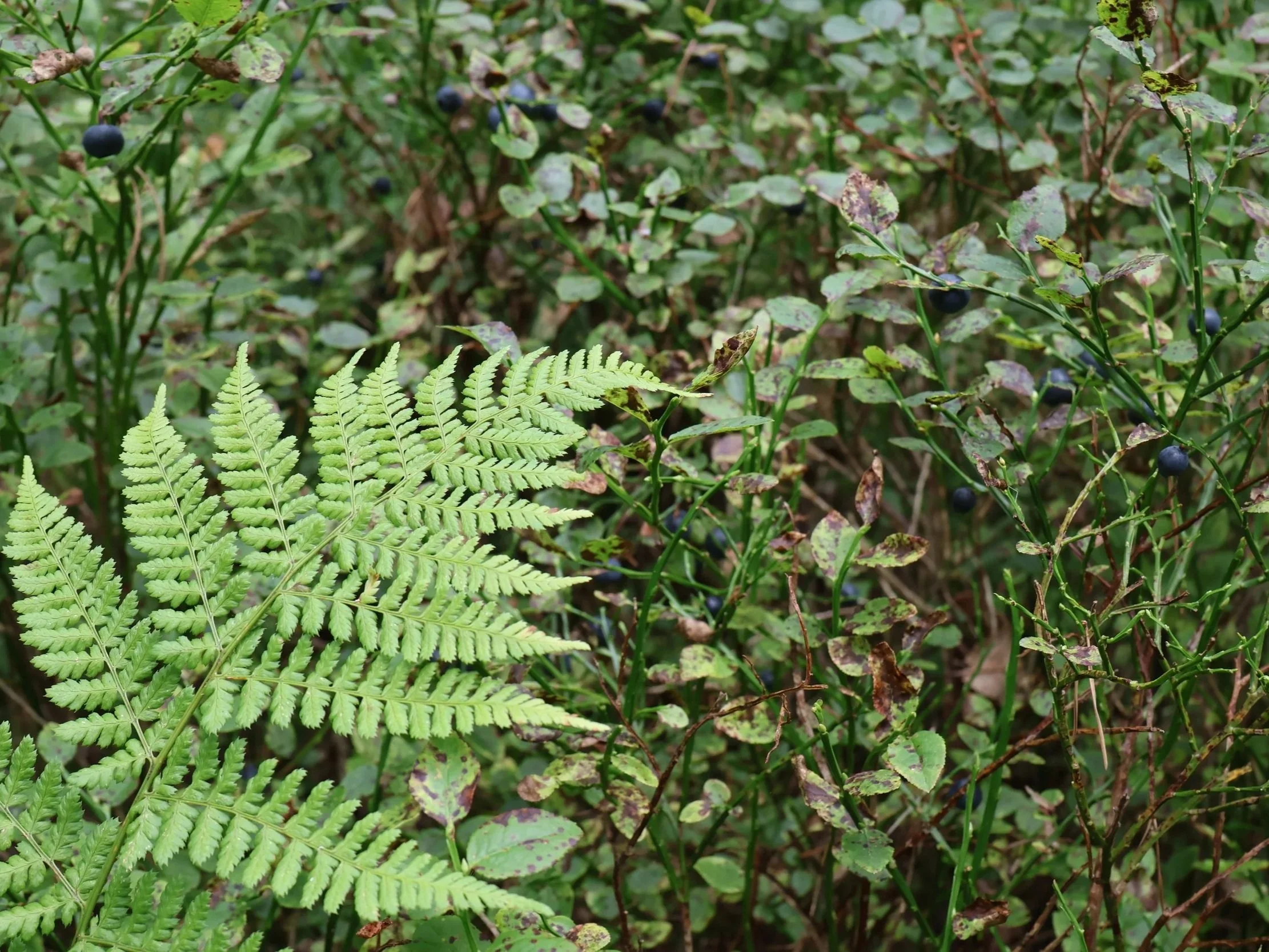 Close-up of wild blaeberry plants with dark blue berries and green leaves, and a fern leaf in the foreground.