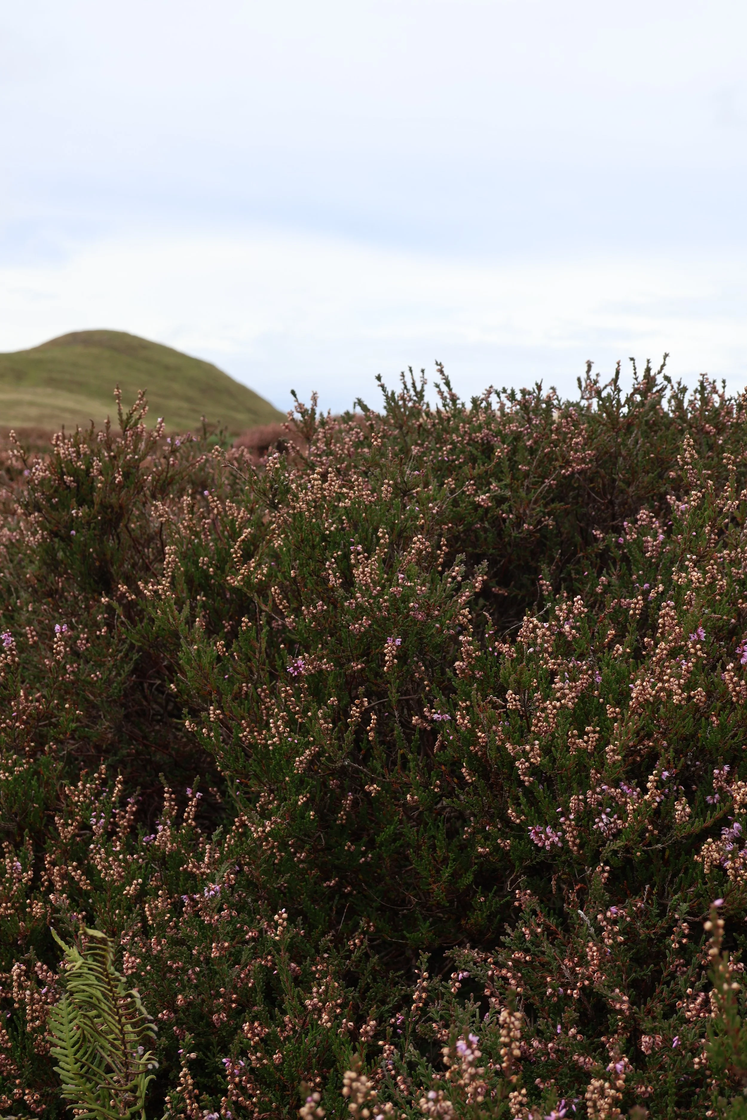 A field of small pink flowers with green stems in the foreground, a grassy hill in the background, and a cloudy sky overhead.