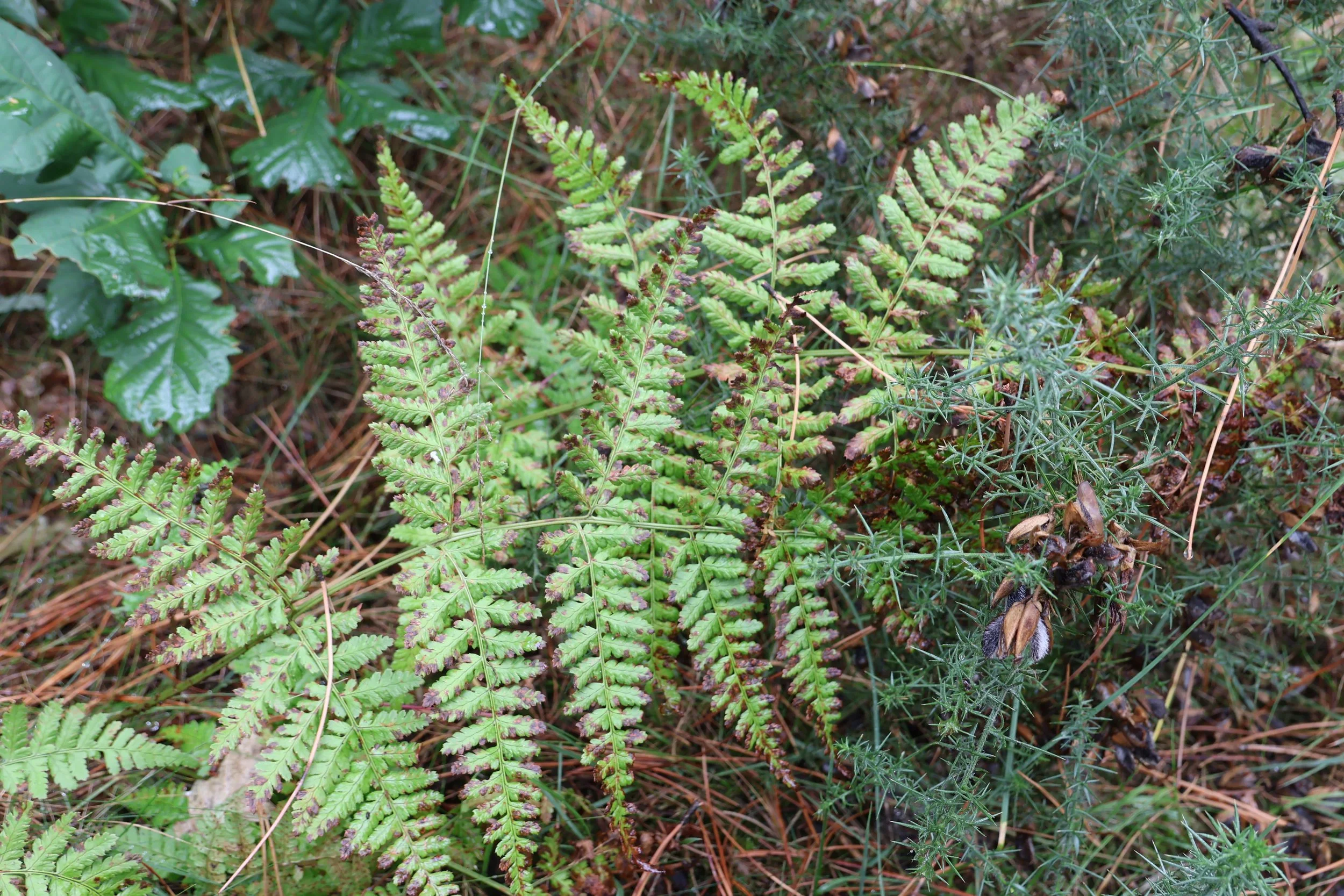 Various types of green ferns and other small plants grow close together on forest floor, mixed with pine needles and some dried leaves.
