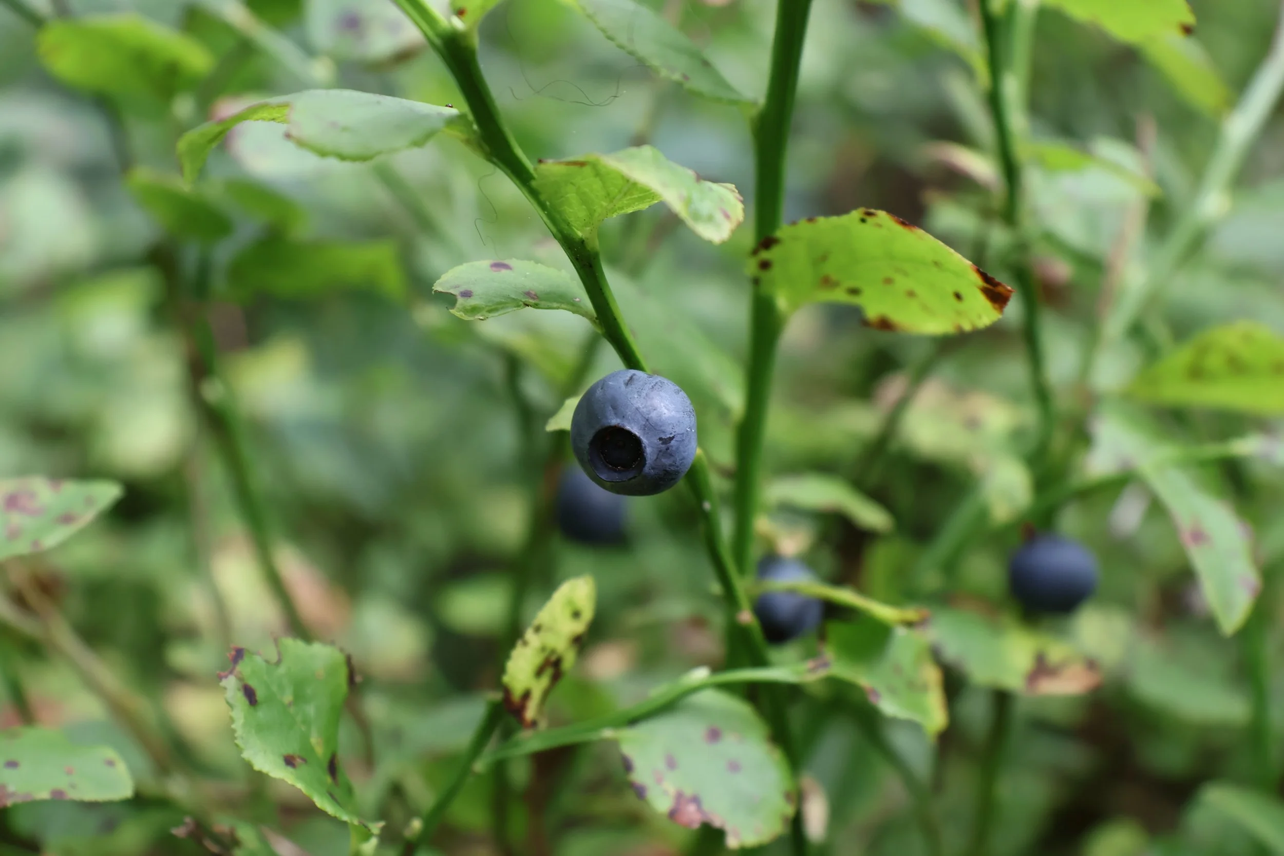 Close-up of a blueberry bush with ripe blue blaeberries and green leaves.