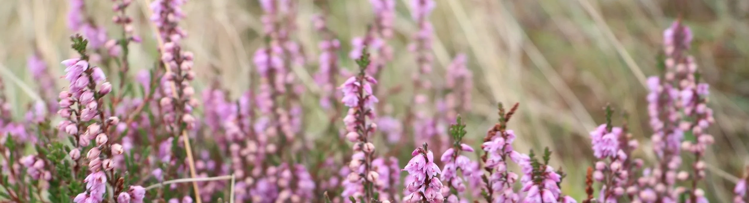Close-up of pink heather flowers growing in a field.