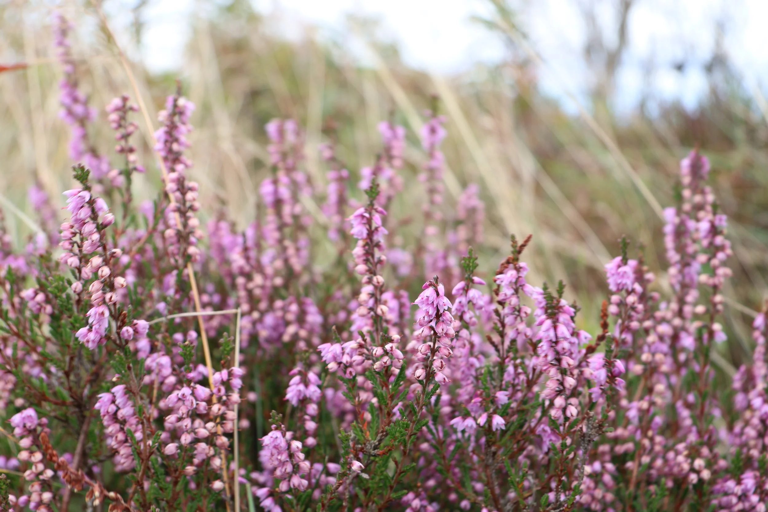 Close-up of pink heather flowers with green leaves and blurred background.