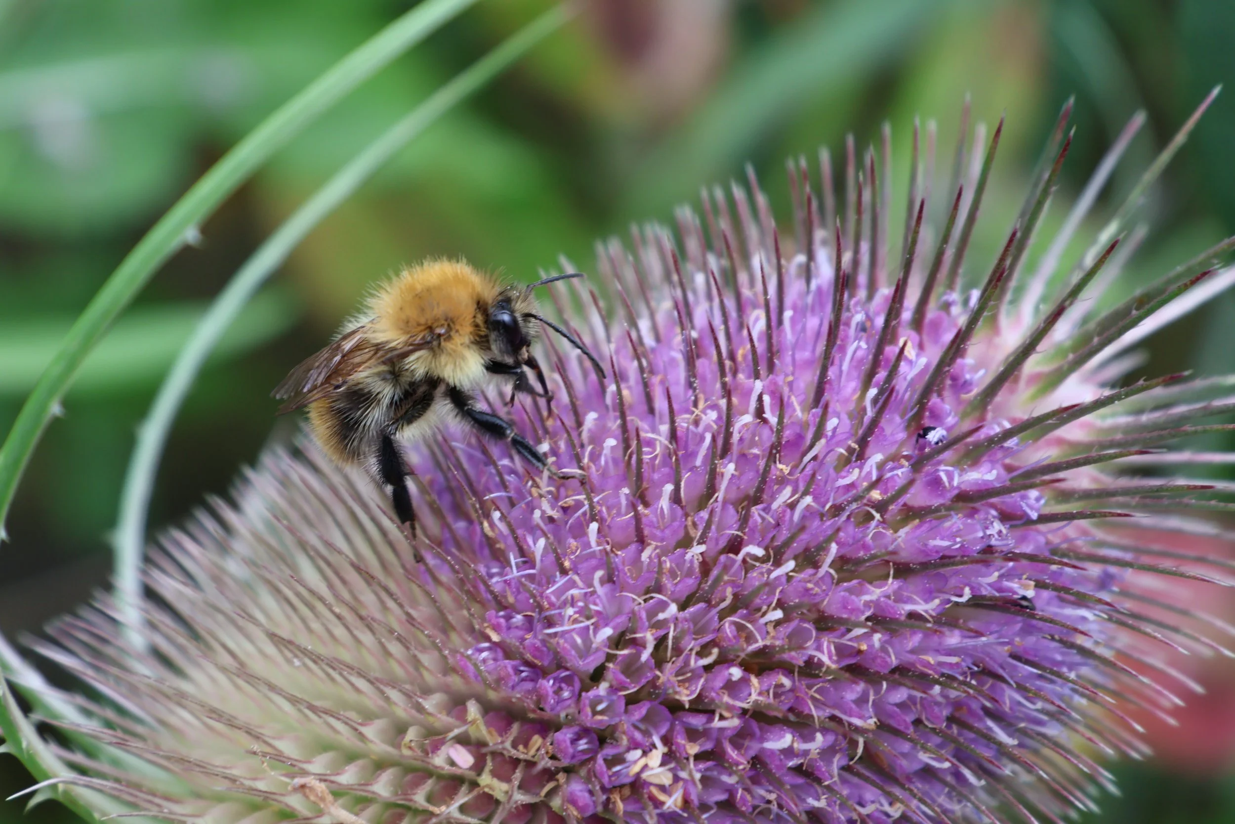 A bee with fuzzy yellow and black body collecting nectar from a purple thistle flower, surrounded by green blurred foliage.
