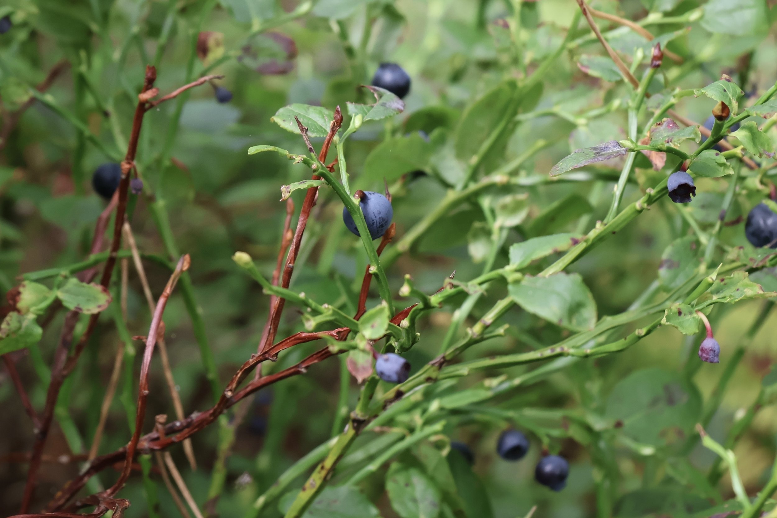 Close-up of blaeberry bushes.