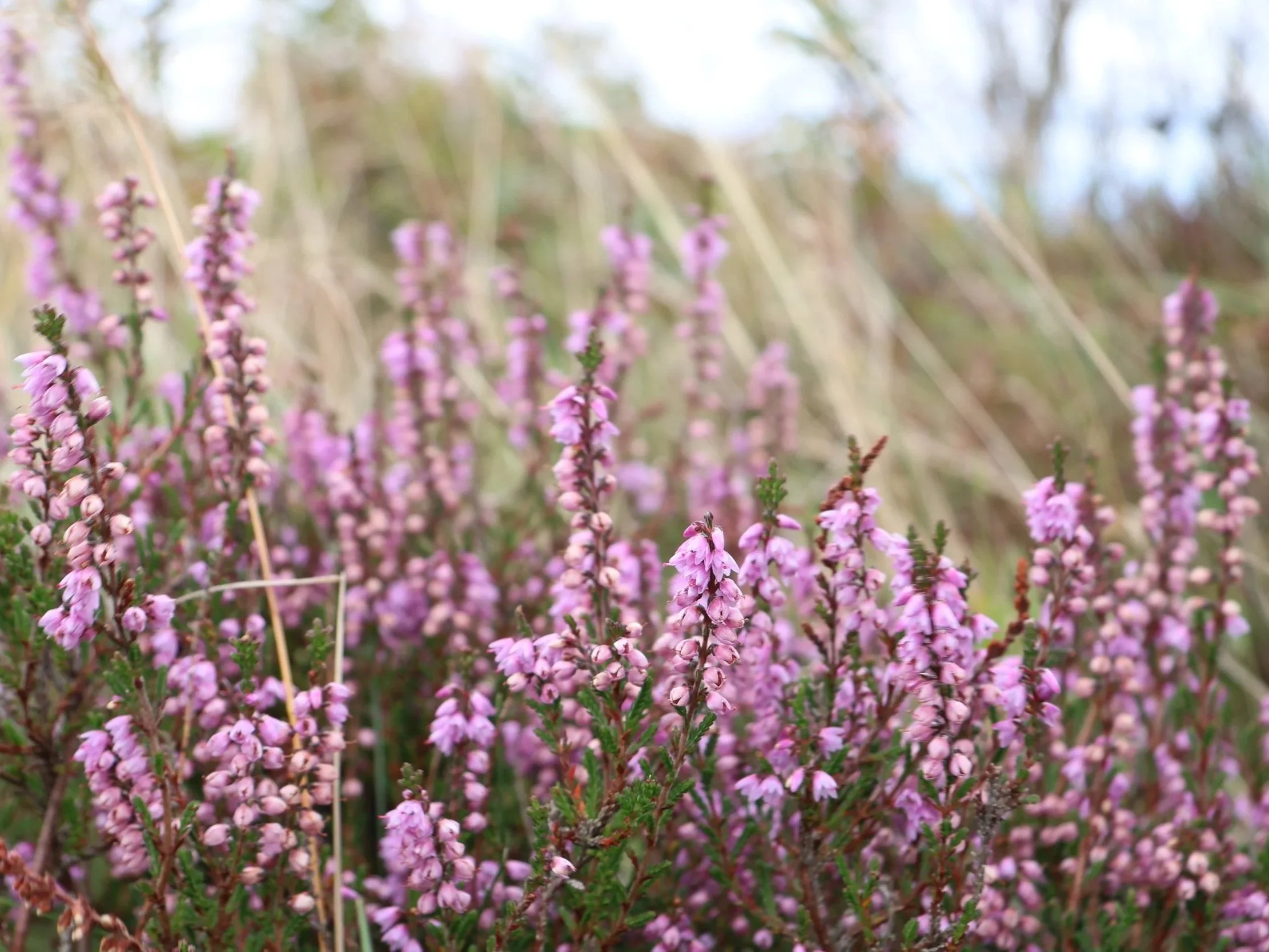 Close-up of pink heather flowers growing in a natural grassy area with blurred background of dry grass and trees.