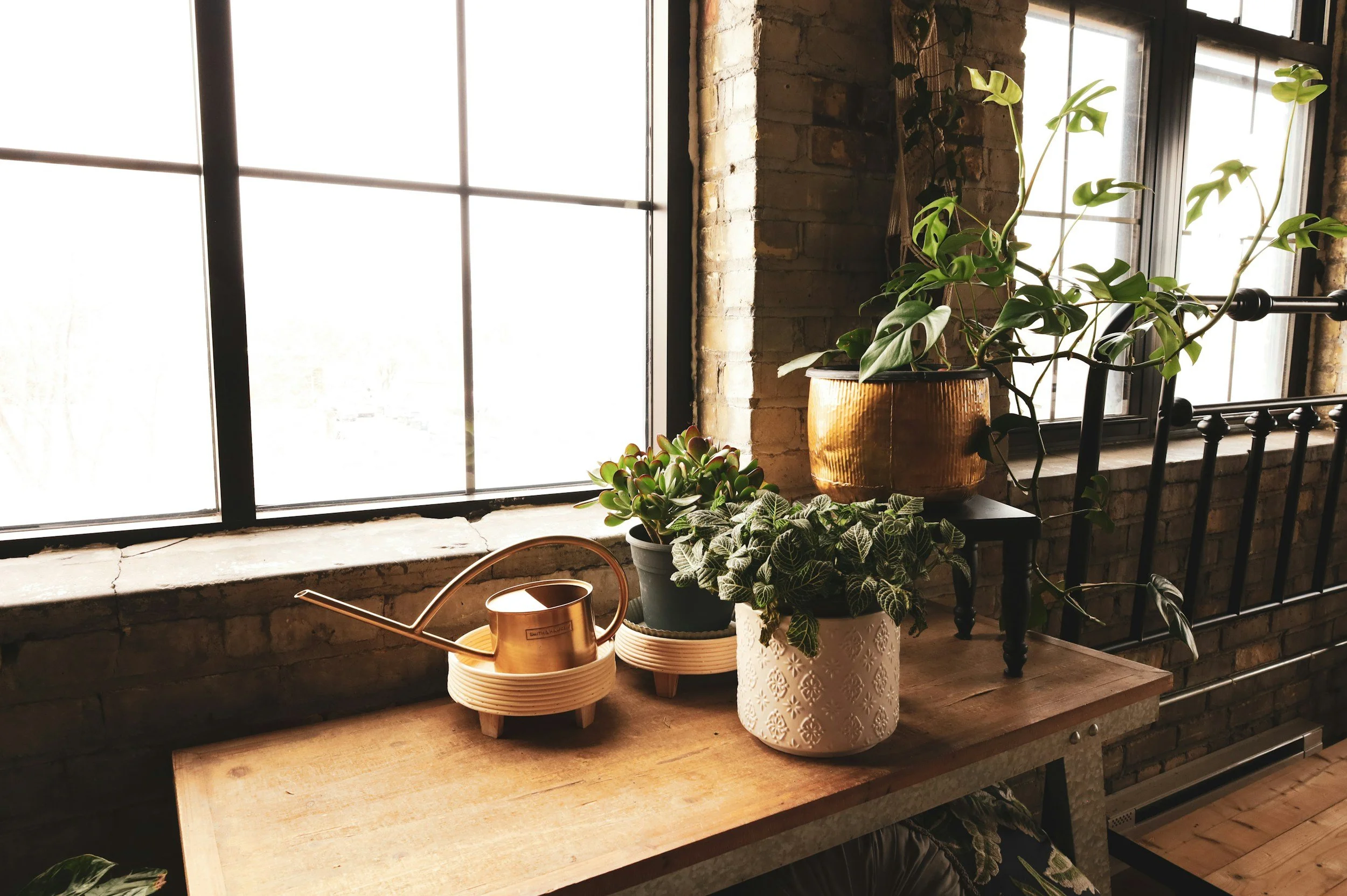 Indoor scene with a large window, brick wall, and potted plants on a wooden table. The plants include a Monstera with split leaves and a smaller plant with rounded, dark green leaves. A brass watering can and a ceramic decorative pot are also on the table.