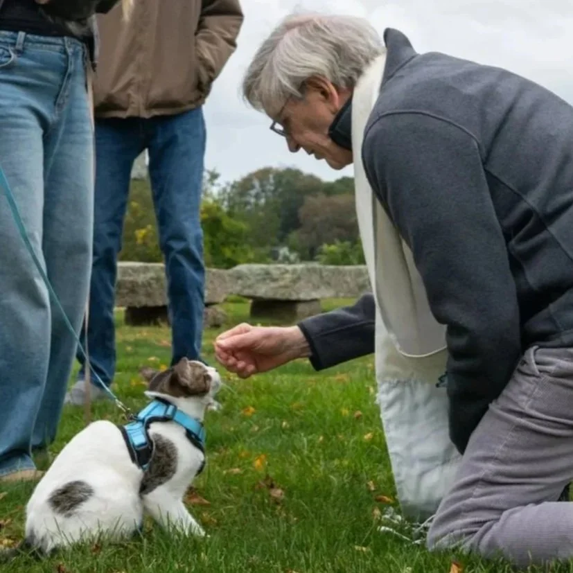 Older woman kneeling to pet a small white-and-brown dog wearing a blue harness in a park.