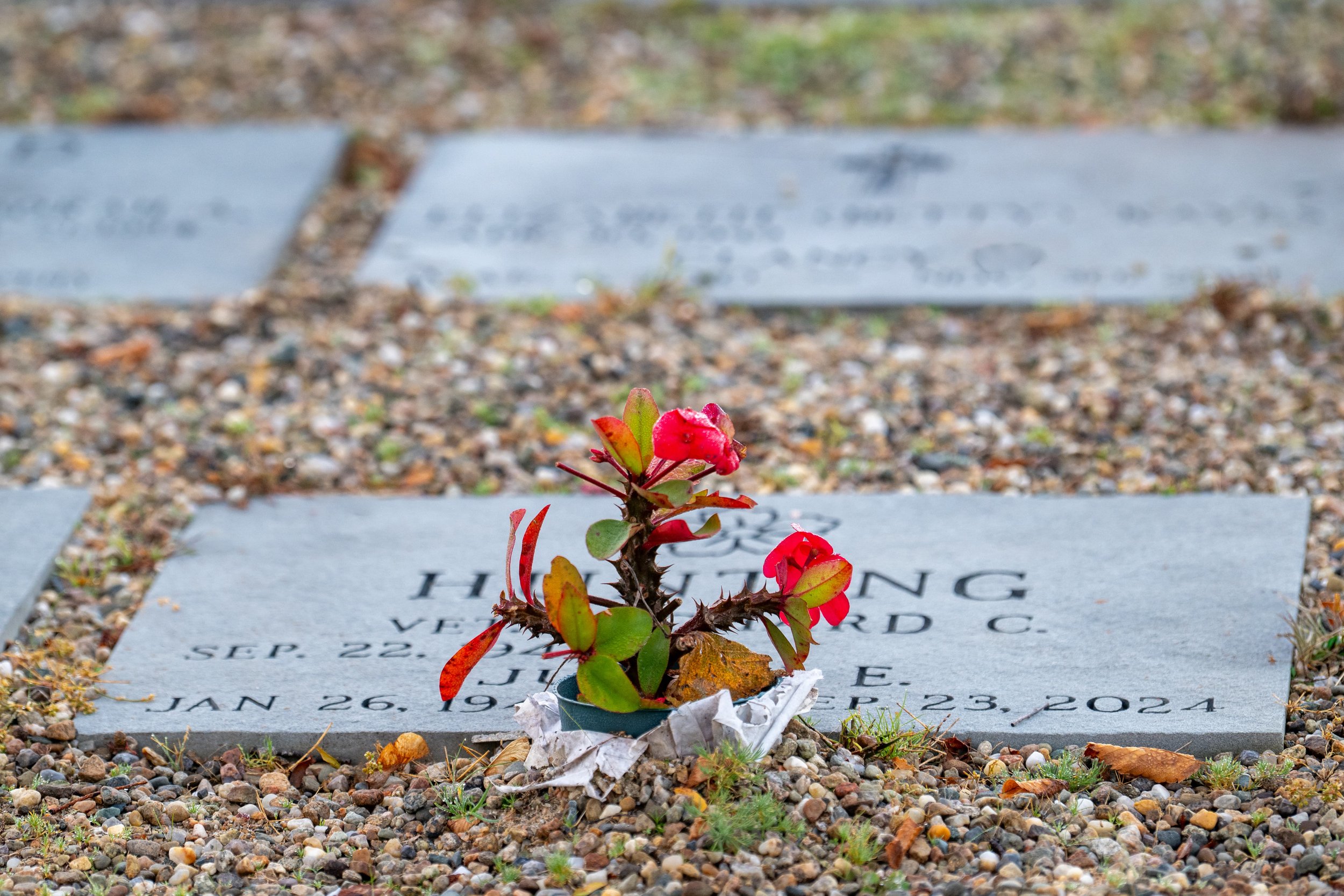 Red flowering plant resting on a grave marker in a cemetery