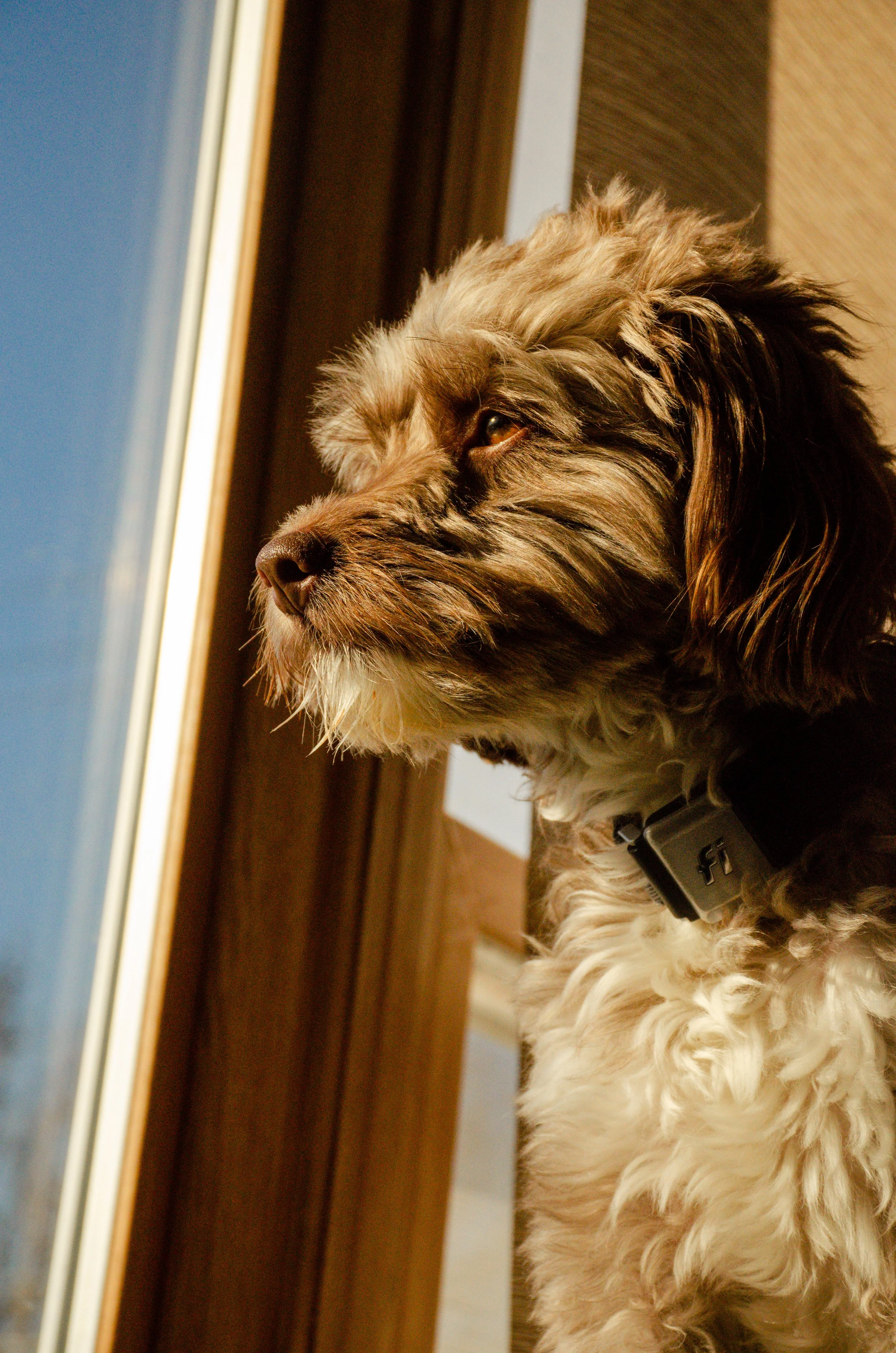 A fluffy dog with multicolored fur sitting near a window and gazing outside. The dog is wearing a black collar with a tag.