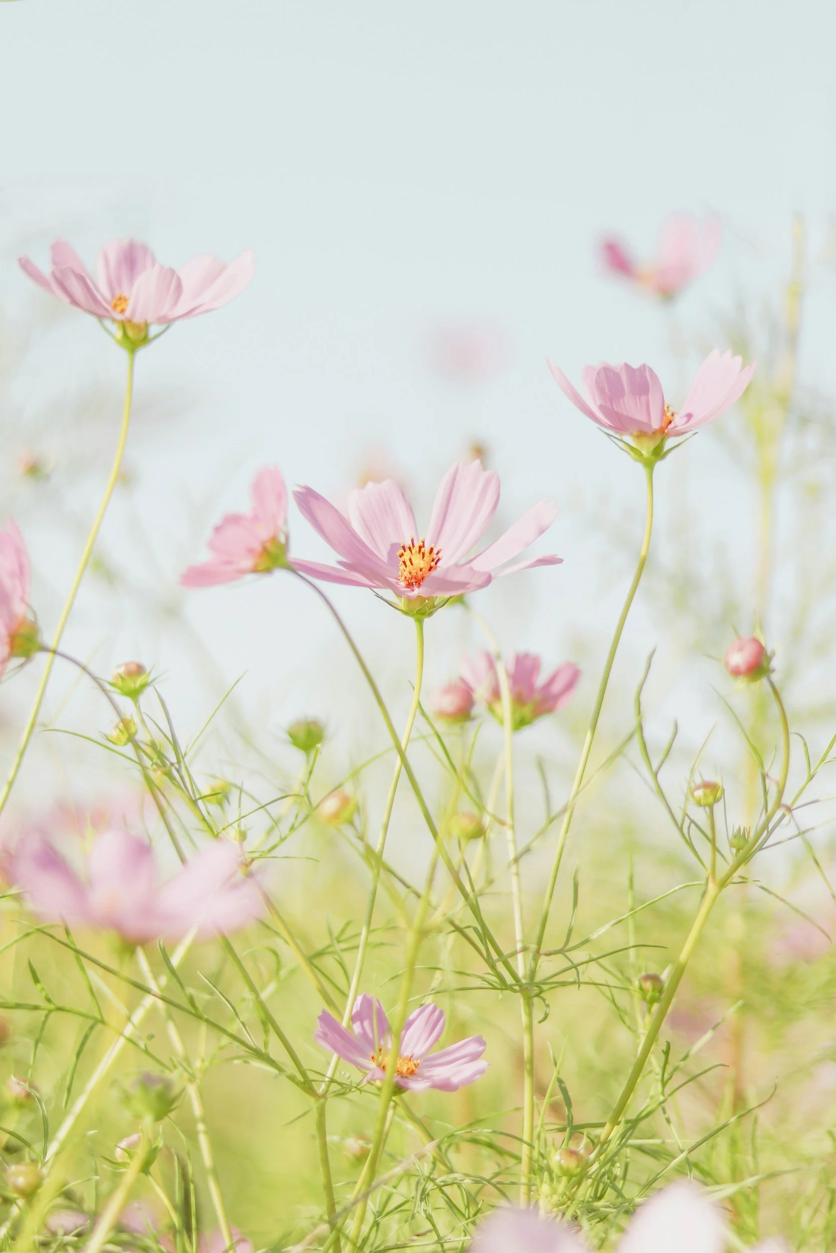 A field of pink cosmos flowers with thin green stems and a soft, blurred background.