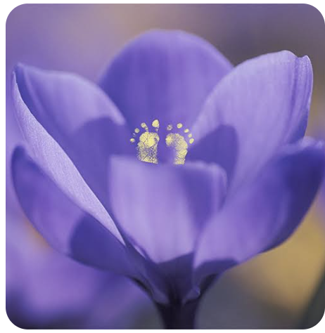 Close-up of a purple flower with visible yellow reproductive parts at the center.