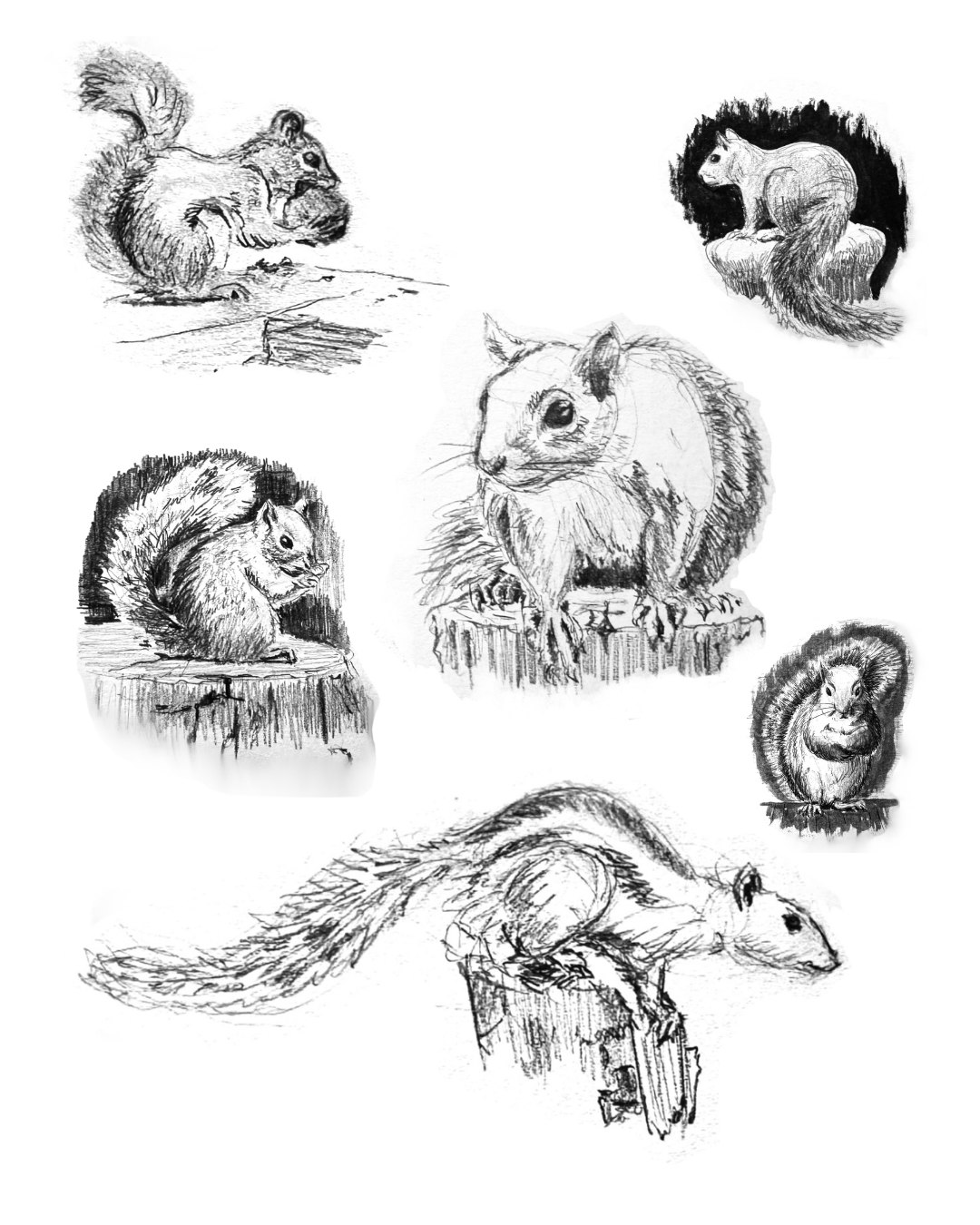 Squirrel Study by Ed Swales - Storyline Arts.png