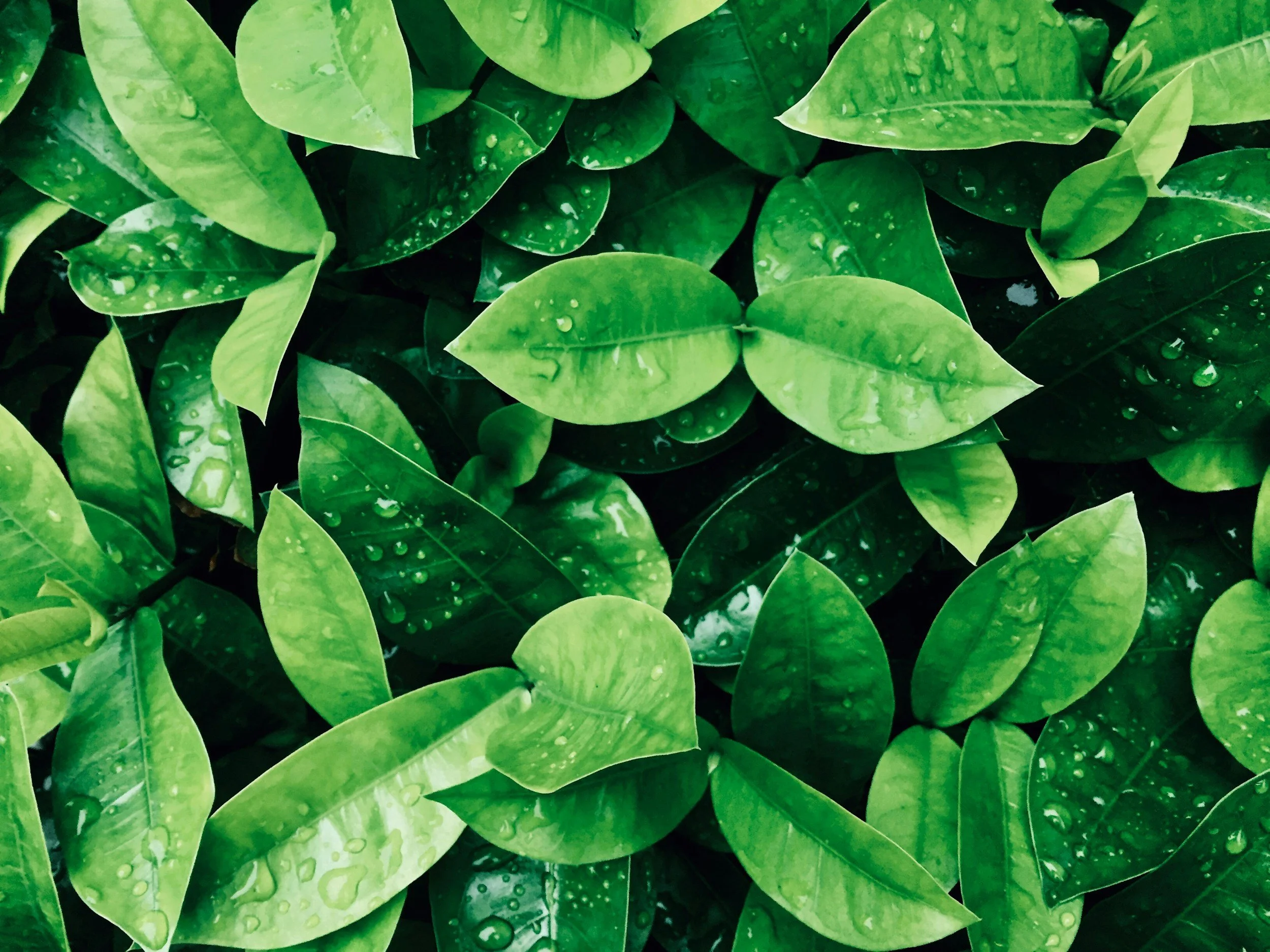 Green leaves with water droplets on them.