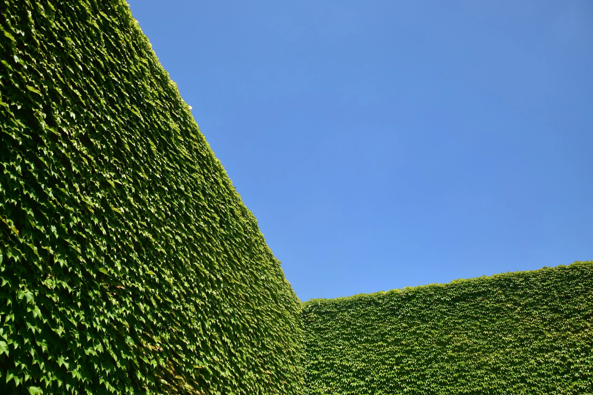 A clear blue sky above a lush green hedge or wall of foliage, with the image oriented diagonally from the top left to bottom right.