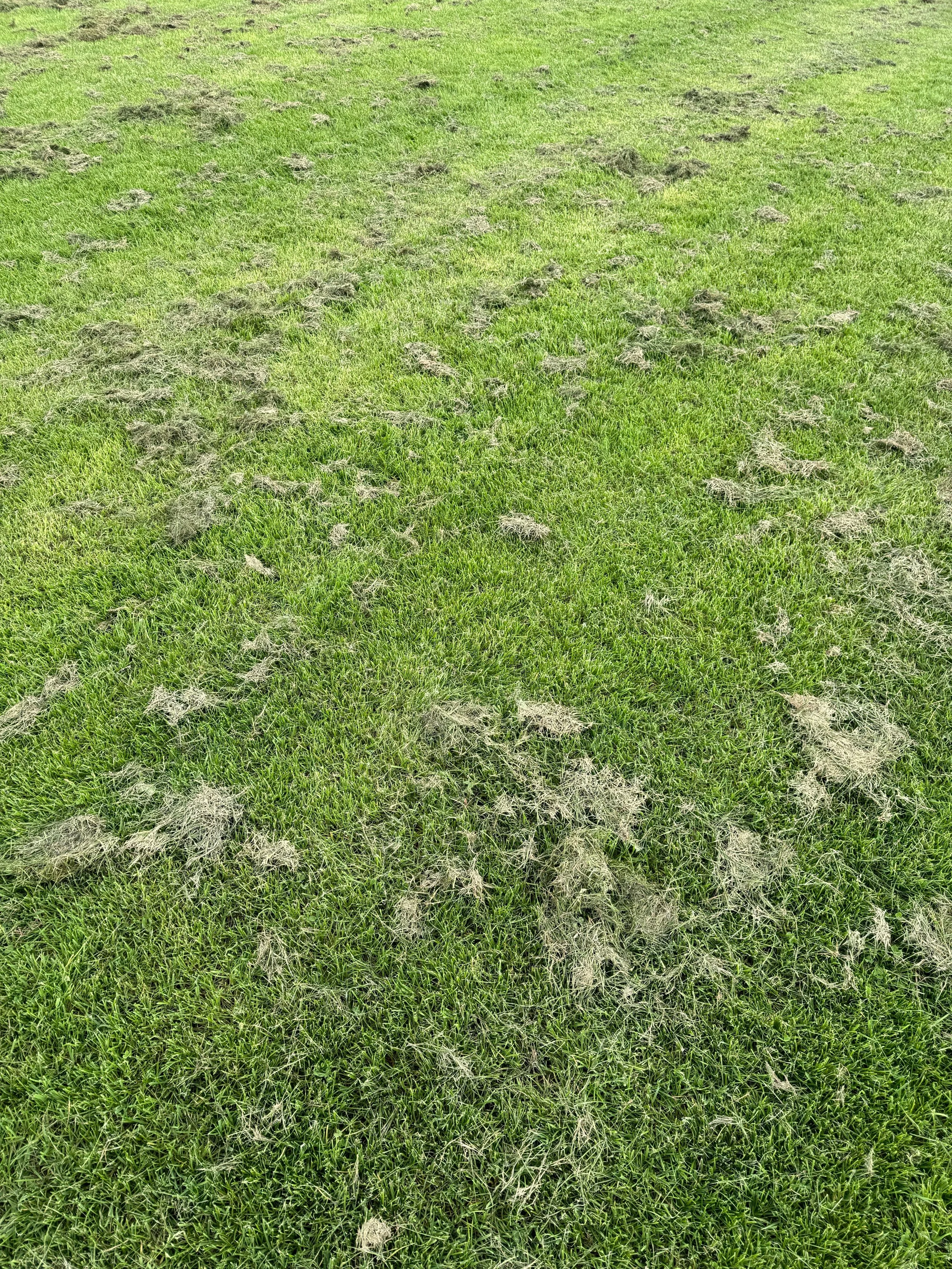 When Should You Scarify Your Lawn?