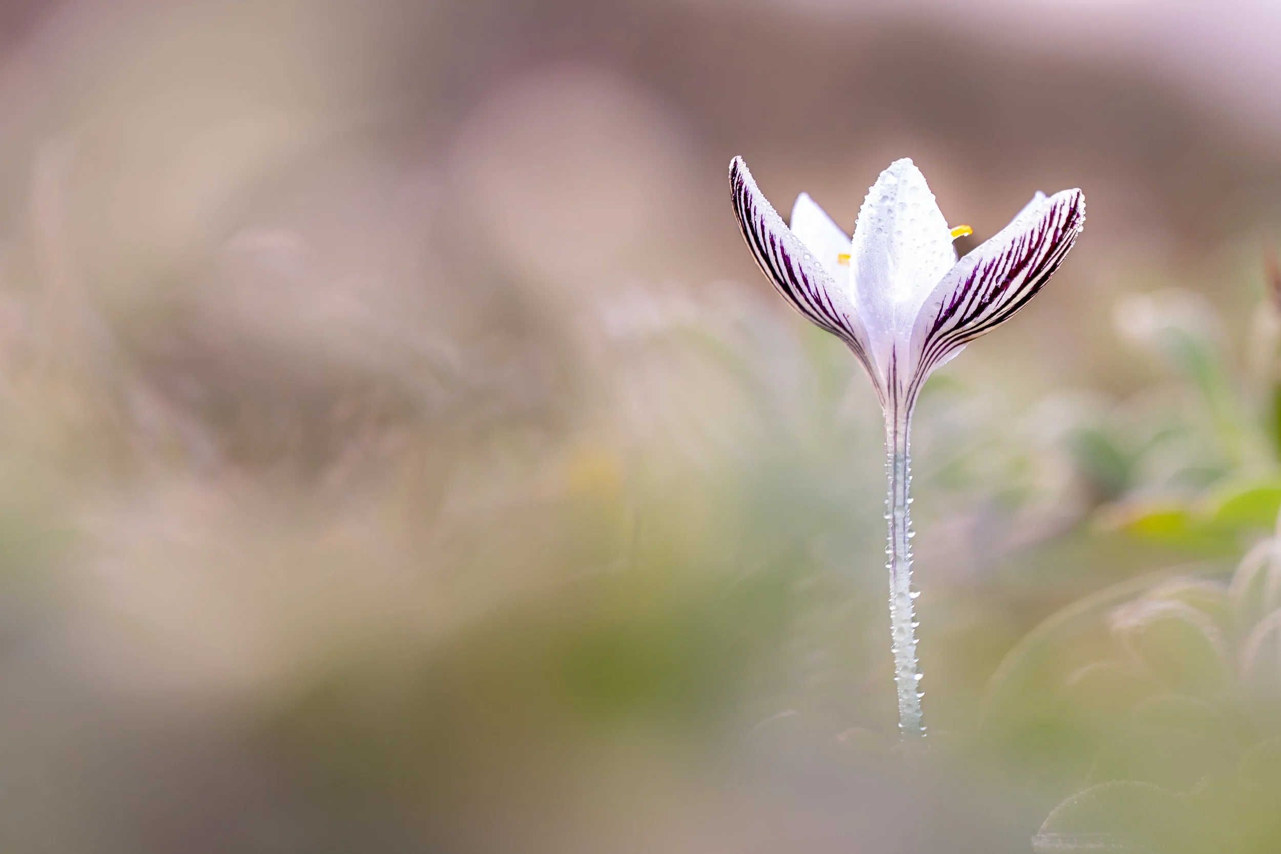 Naturaleza-18.jpg