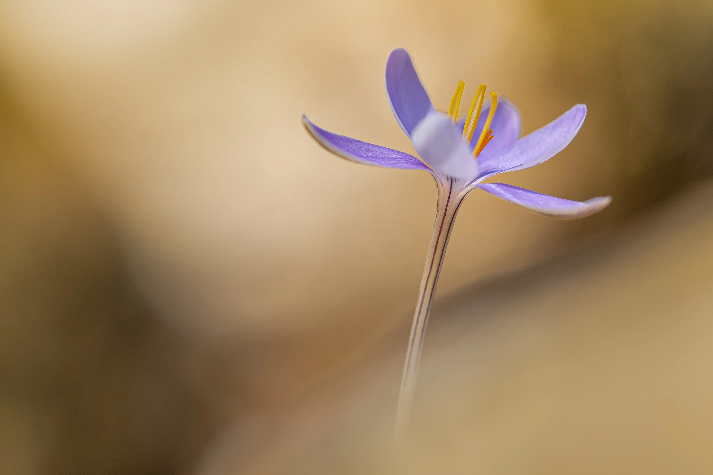 Naturaleza-4.jpg