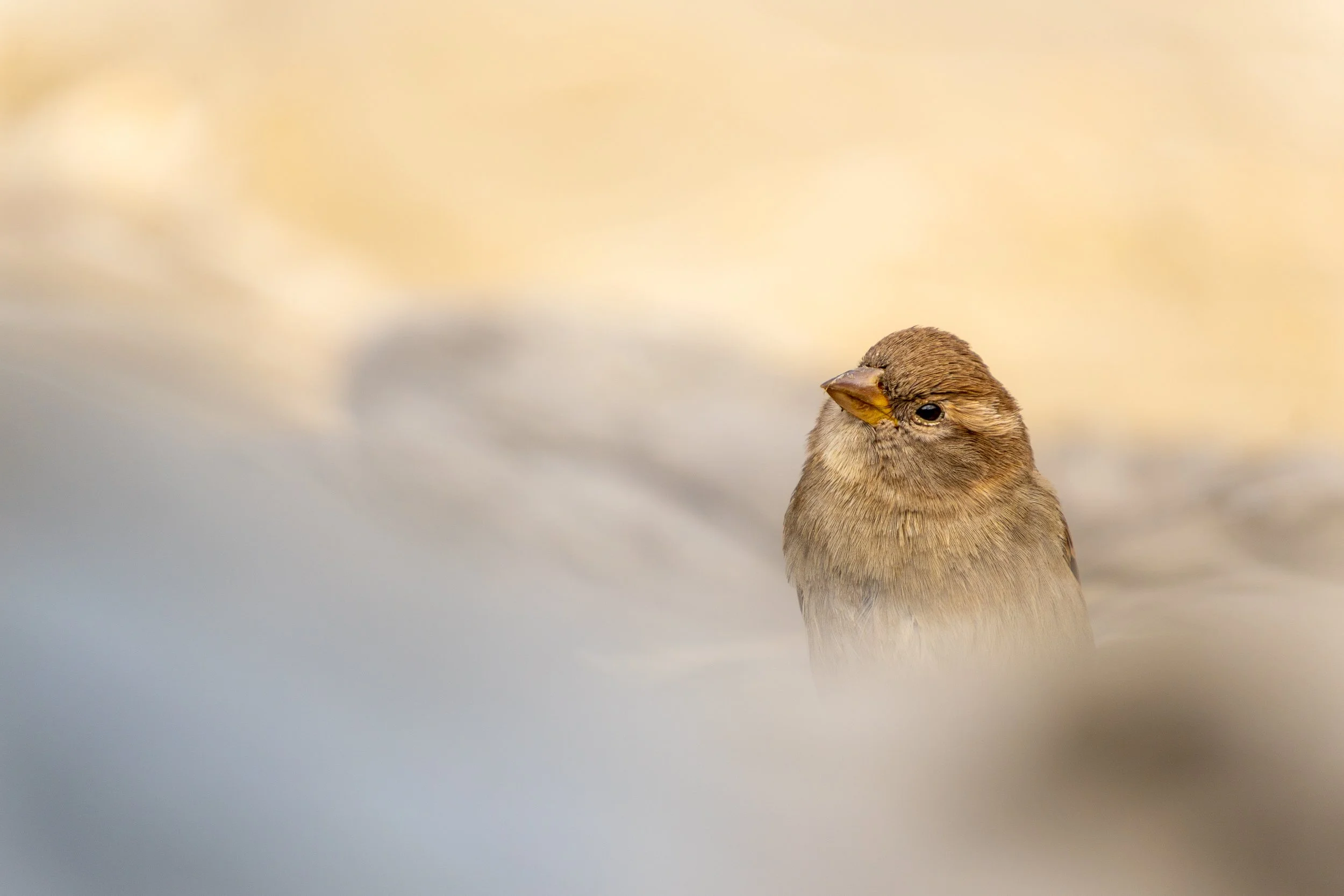 Naturaleza-15.jpg
