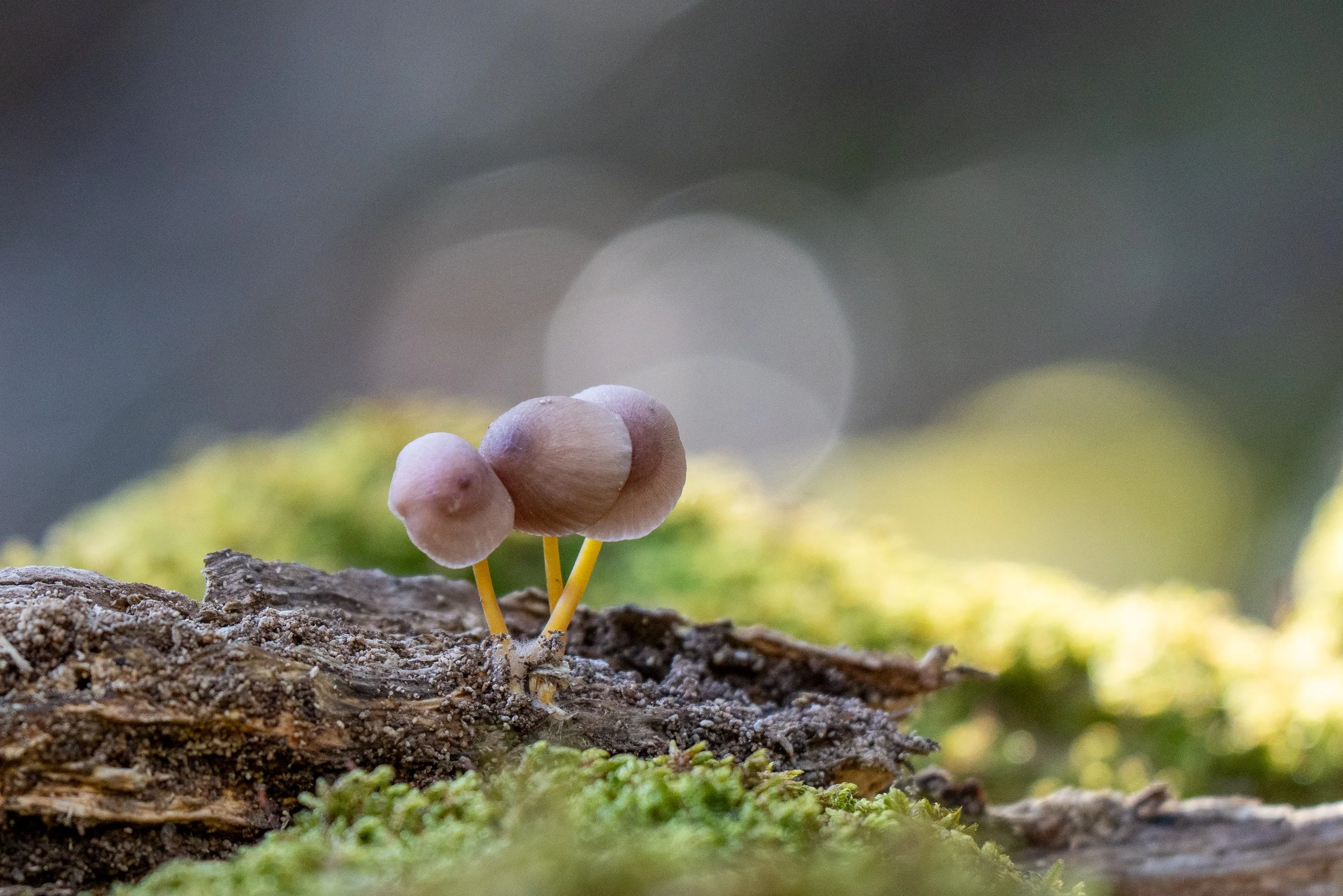 Naturaleza-2.jpg