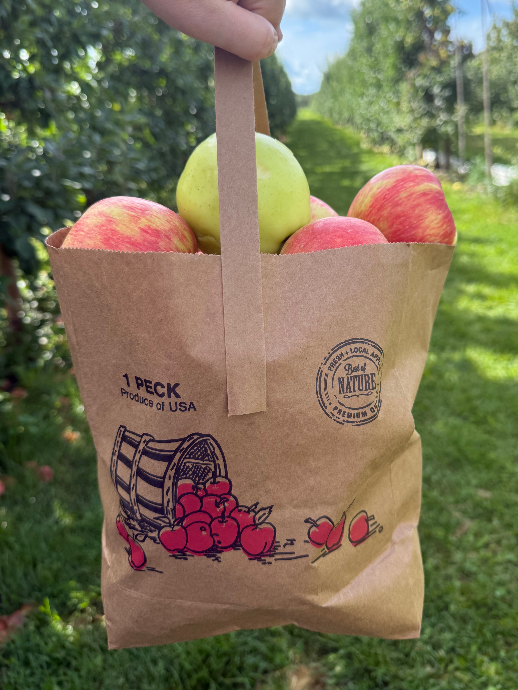 Apple Picking Near Traverse City