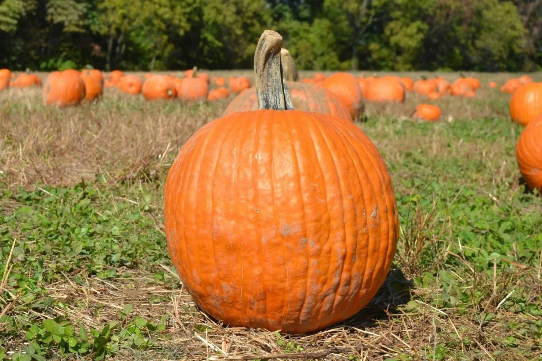 Pahl's Pumpkin Patch in Northern Michigan