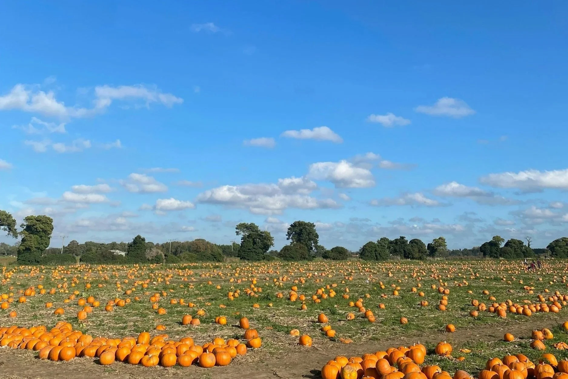 Pumpkin Patch at King Orchards in Central Lake