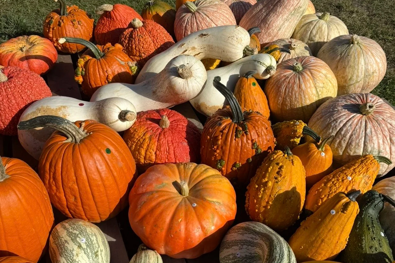 Pre-picked pumpkins at Gallaghers Farm Market in Traverse City