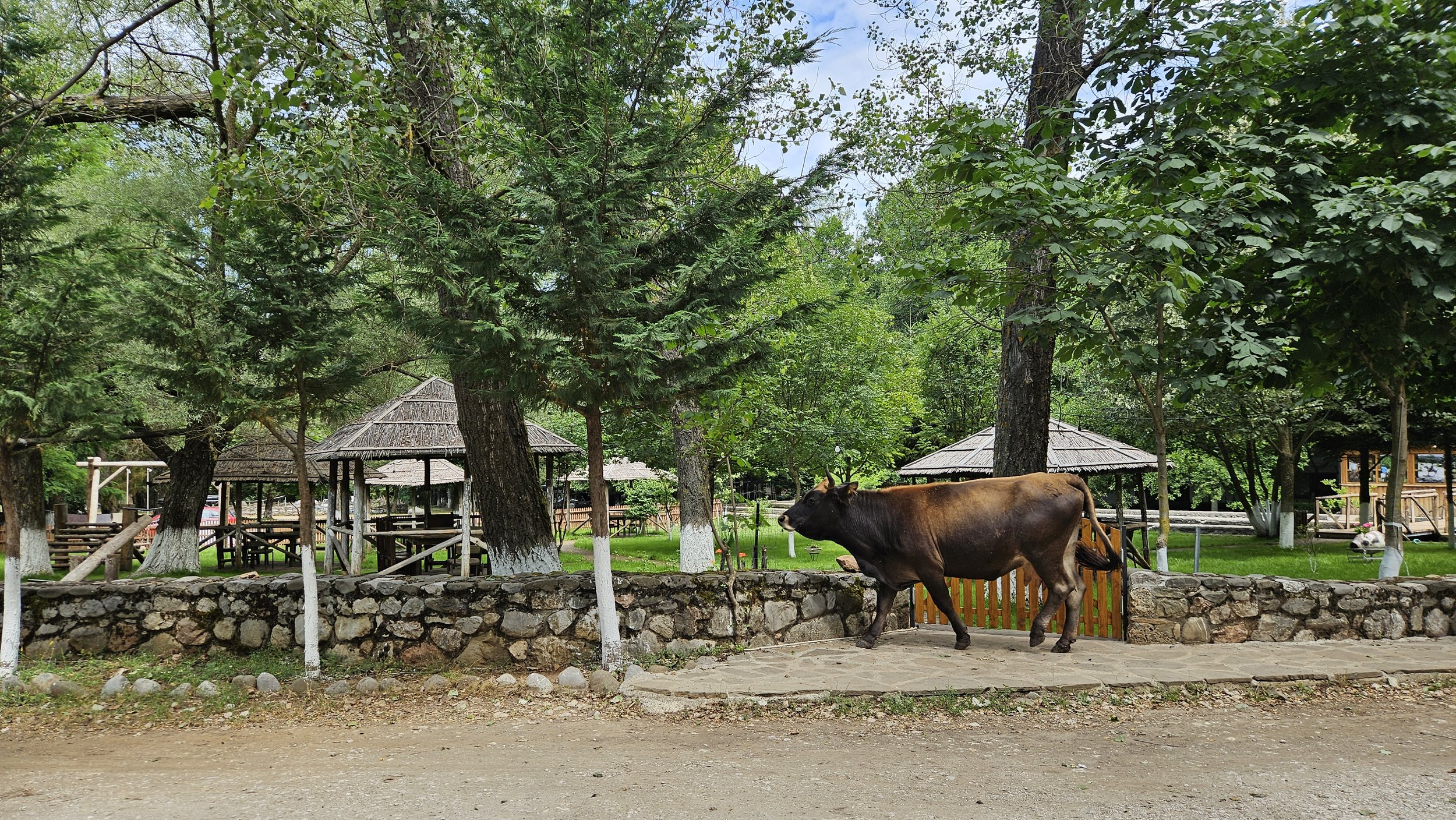 A brown cow walking past a low stone wall in a lush, wooded park area with trees, wooden gazebos, and picnic tables in the background.