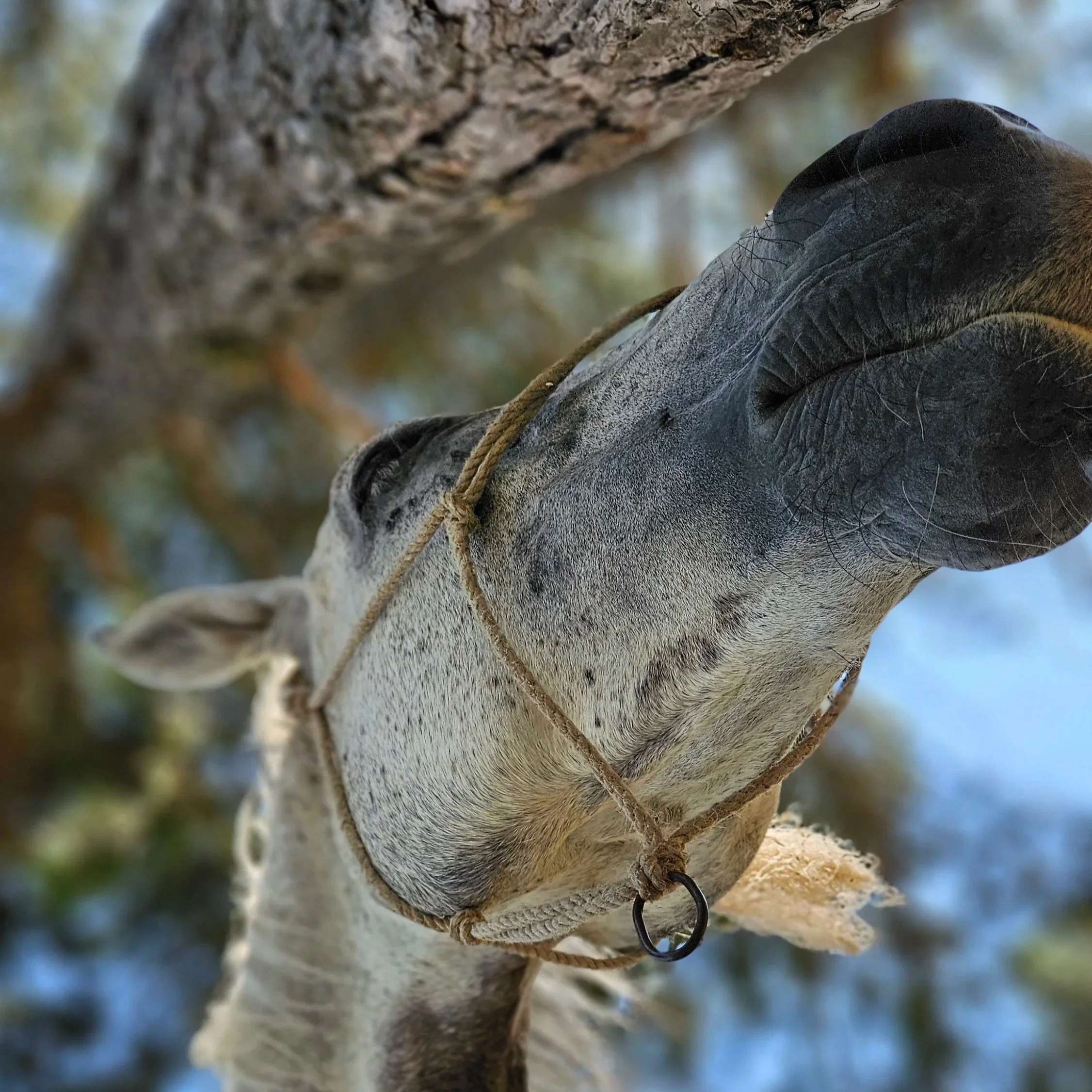 ‘Rubi’