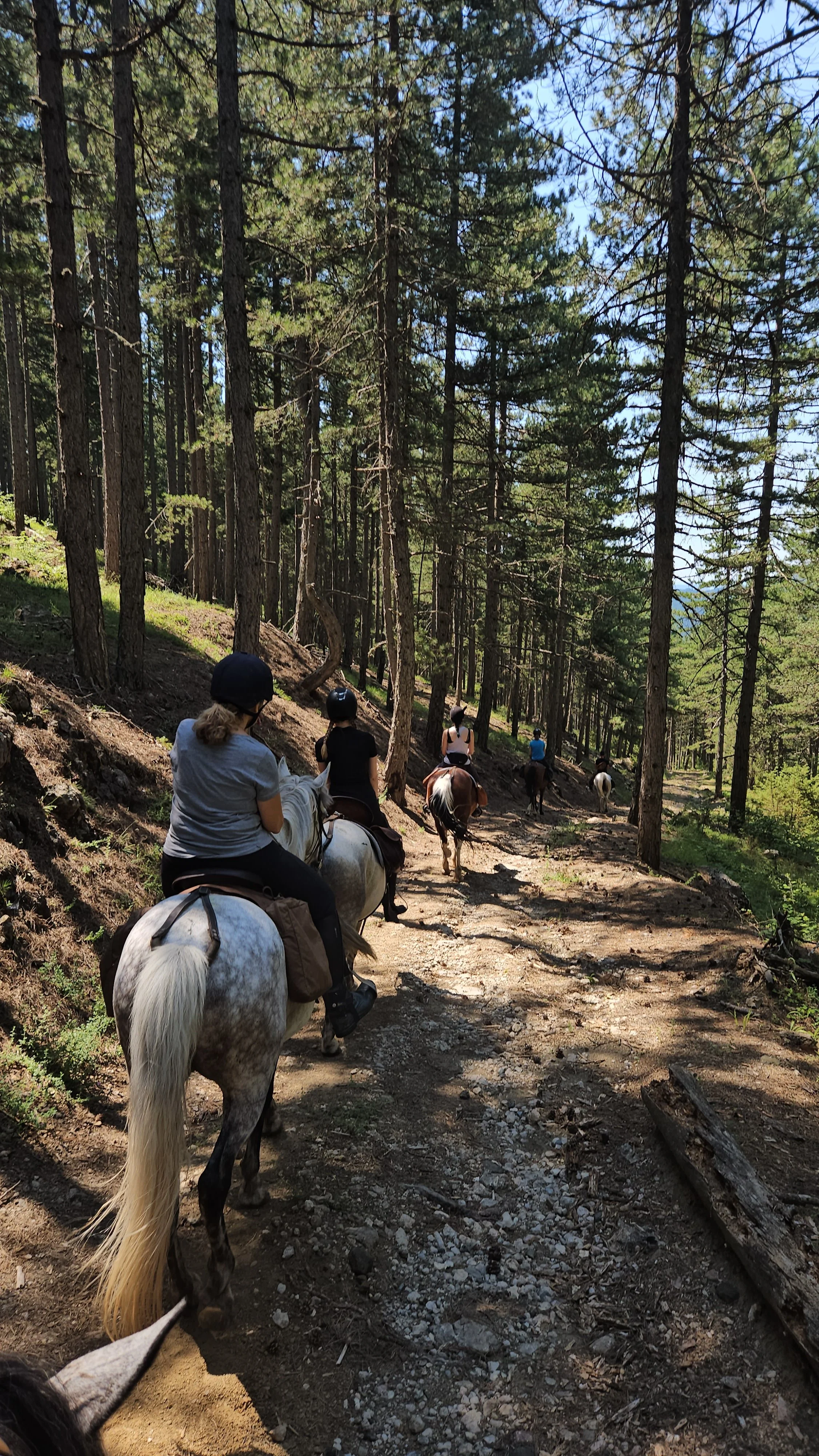 People riding horses through a forest trail on a sunny day.