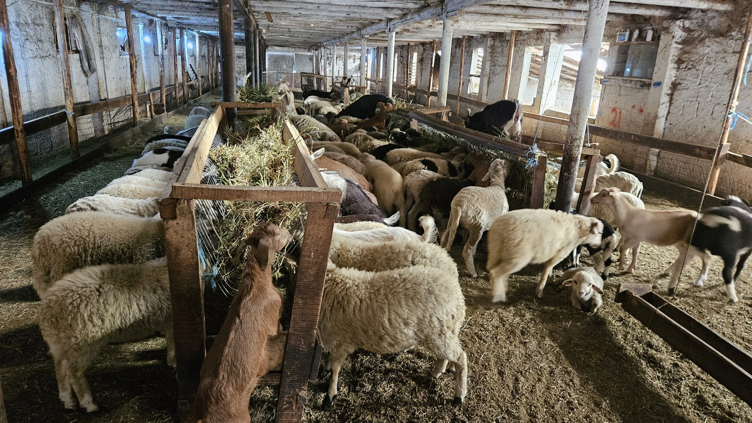 Inside a barn filled with sheep, goats, and a few cows. The animals are gathered around feeding troughs with hay.